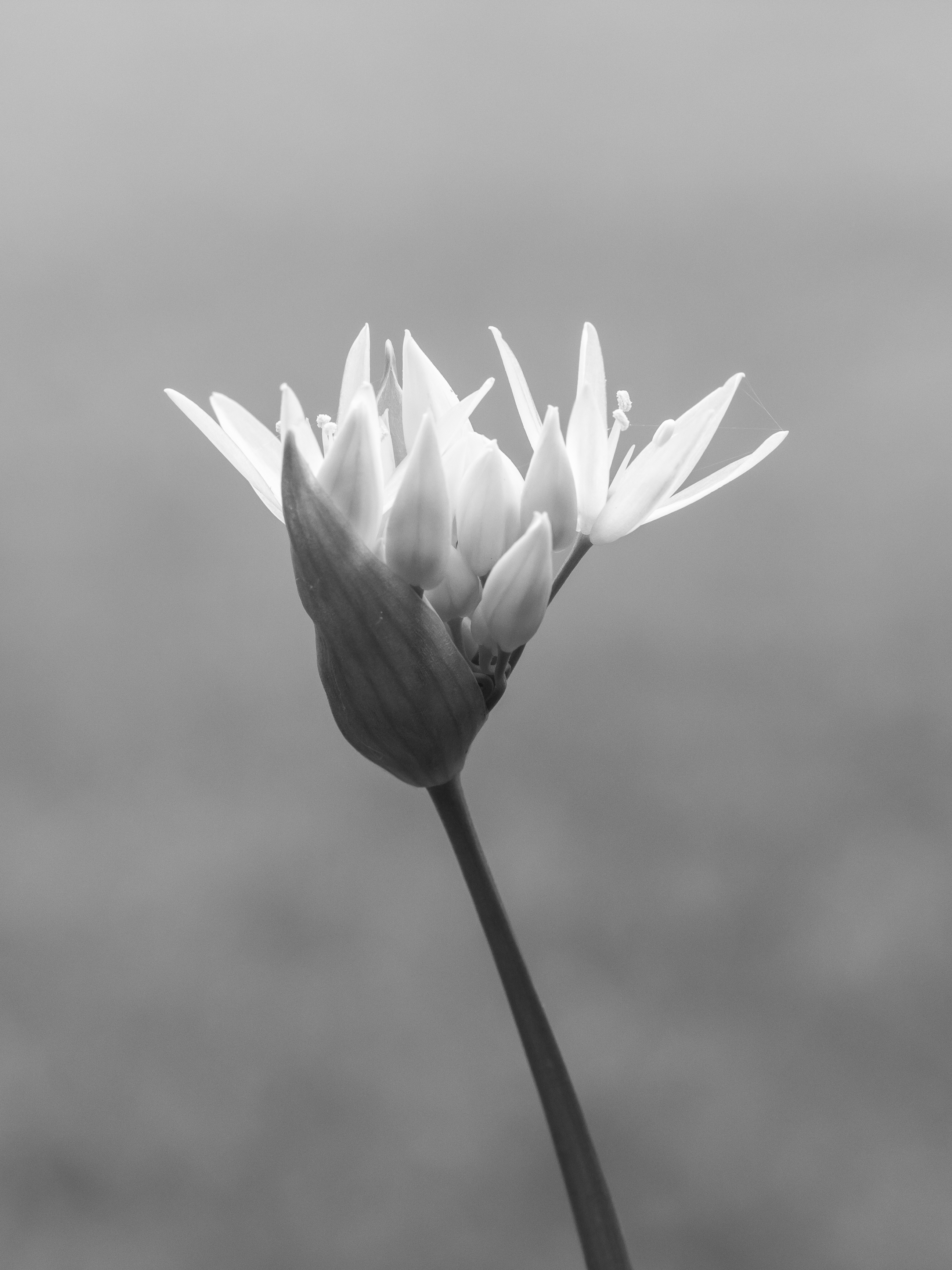 Daslook (Allium ursinum) d.j.b 03