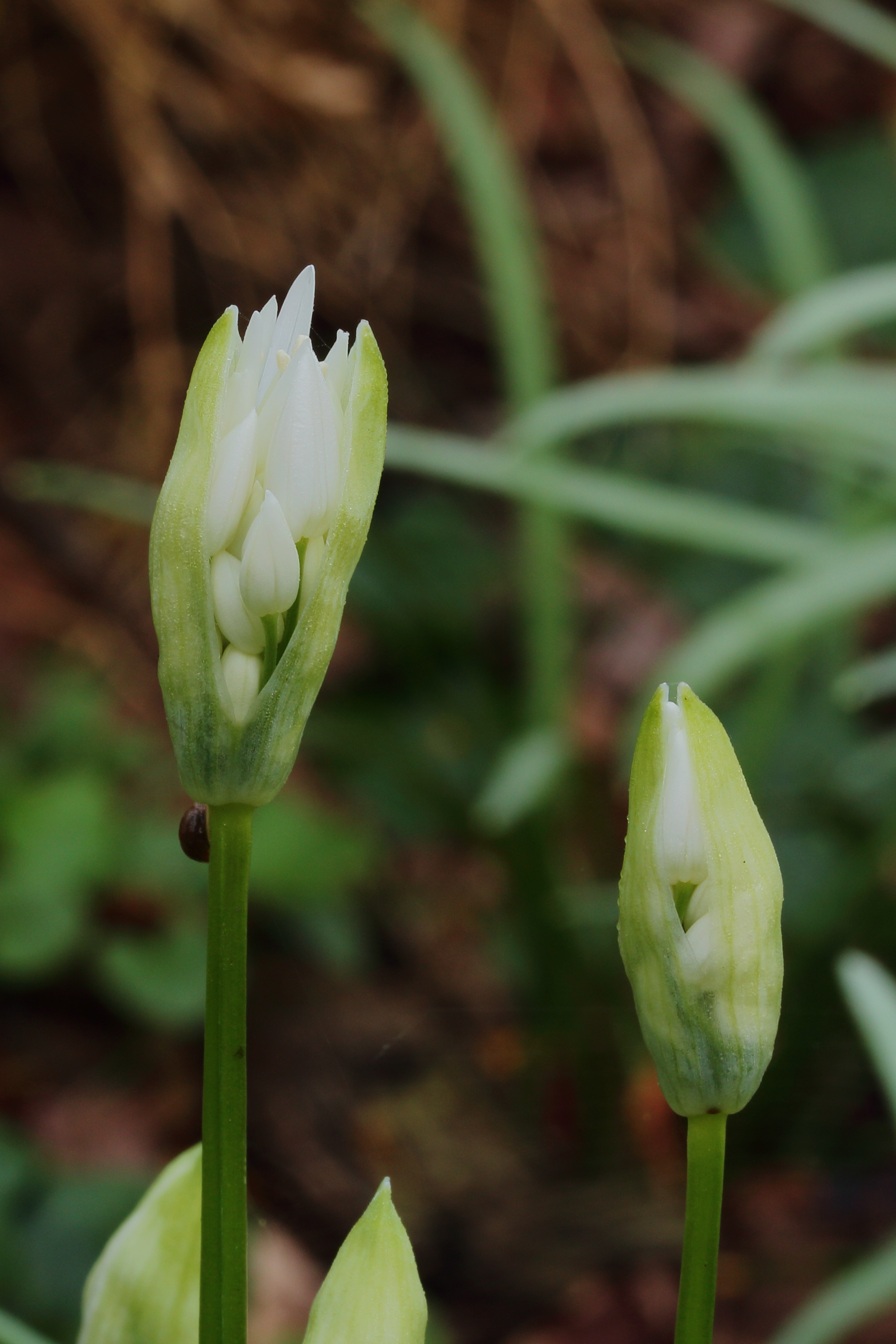 Daslook (Allium ursinum) Opengebarsten bloemknop 03