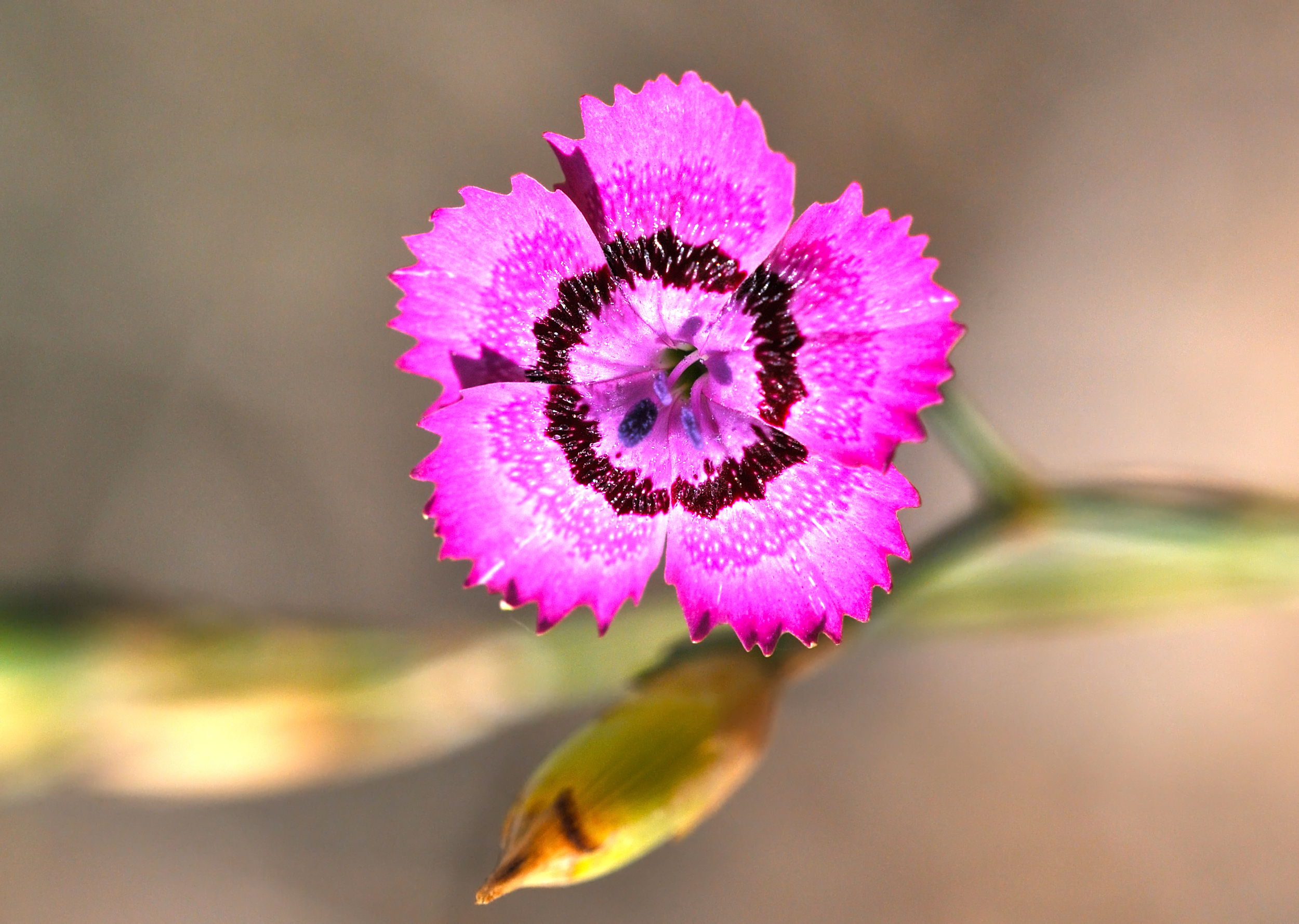 Dianthus zonatus - Rock-carnation - Kaya karanfili 2