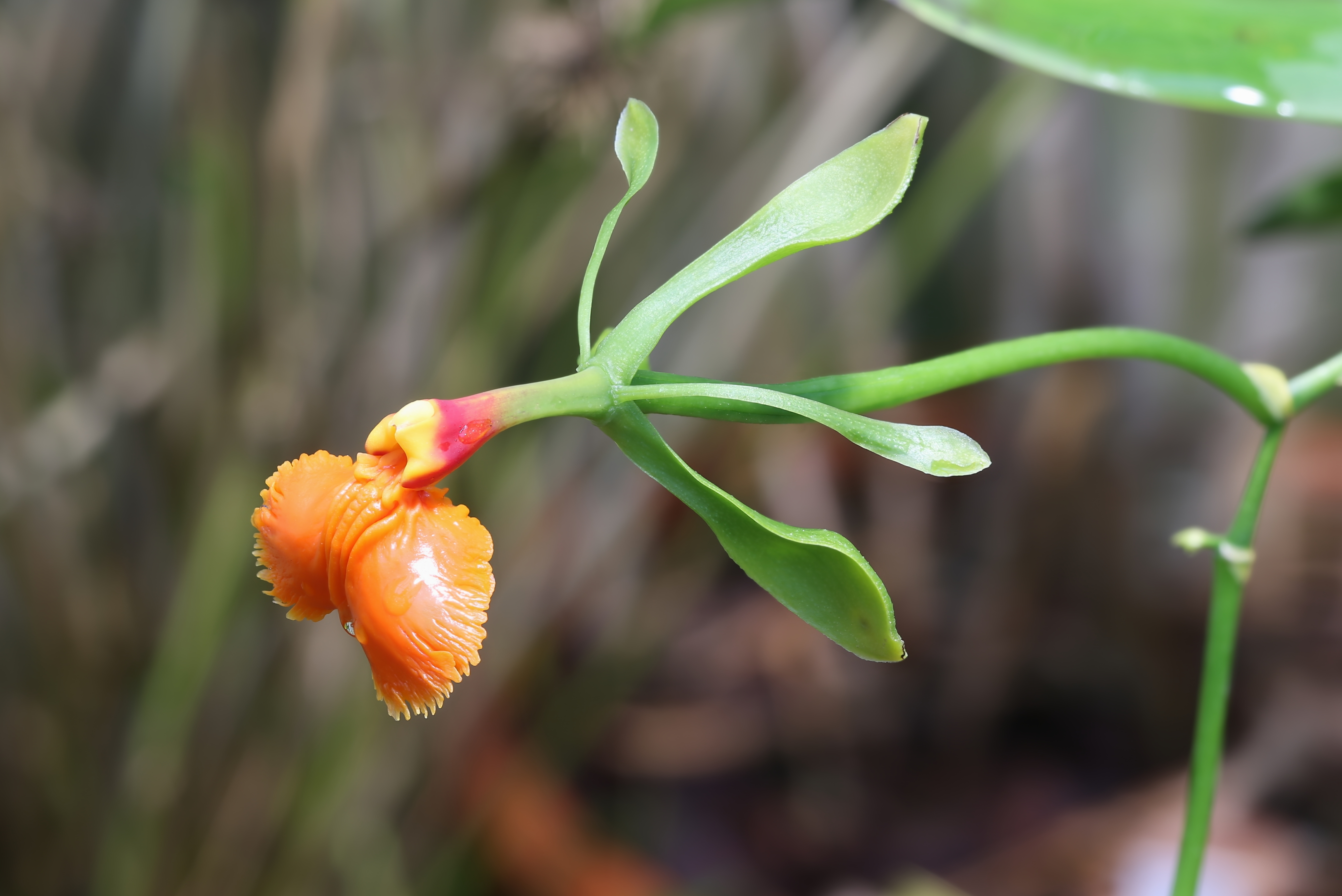 Epidendrum pseudoepidendrum GotBot 2015 001
