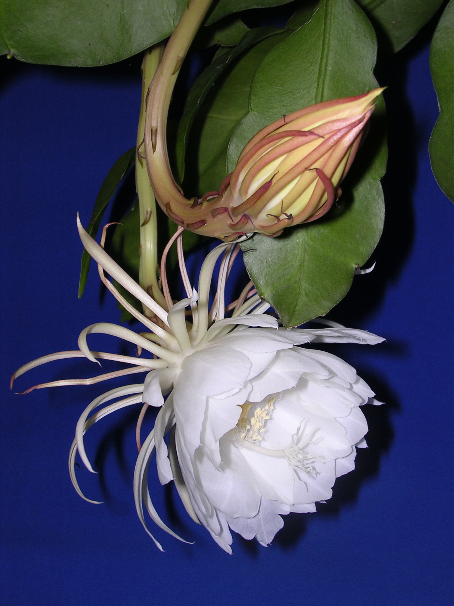 Epiphyllum oxypetalum flower