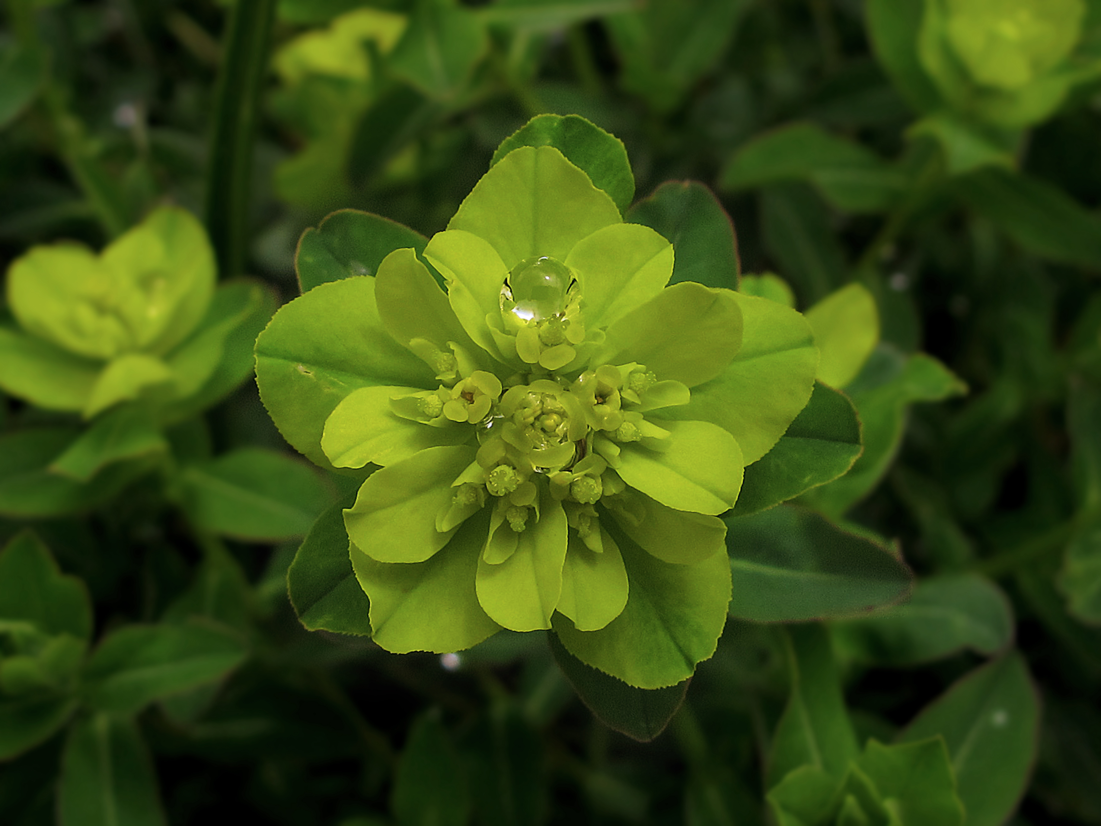 Euphorbia hyberna (9583680490)