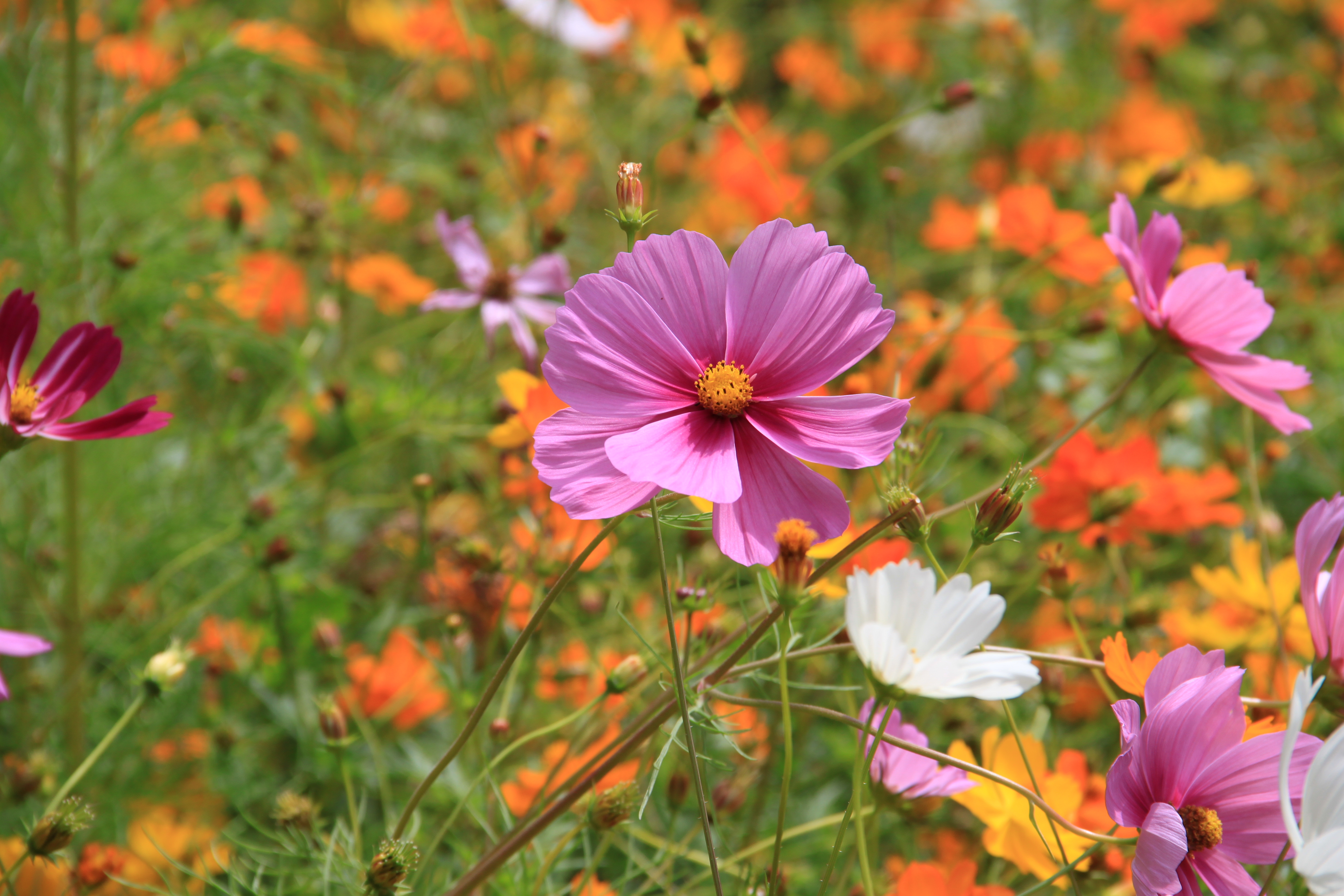Fleur violette prairie Compans