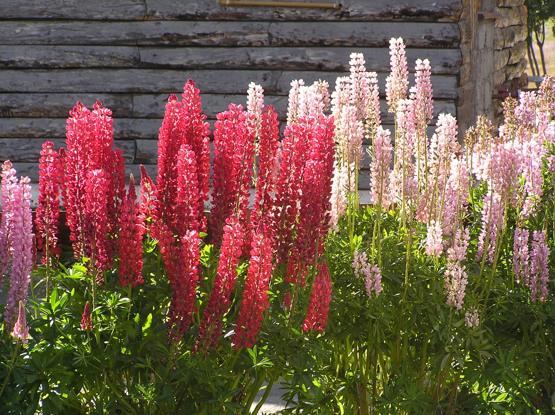 Flores de lupino (Ushuaia)