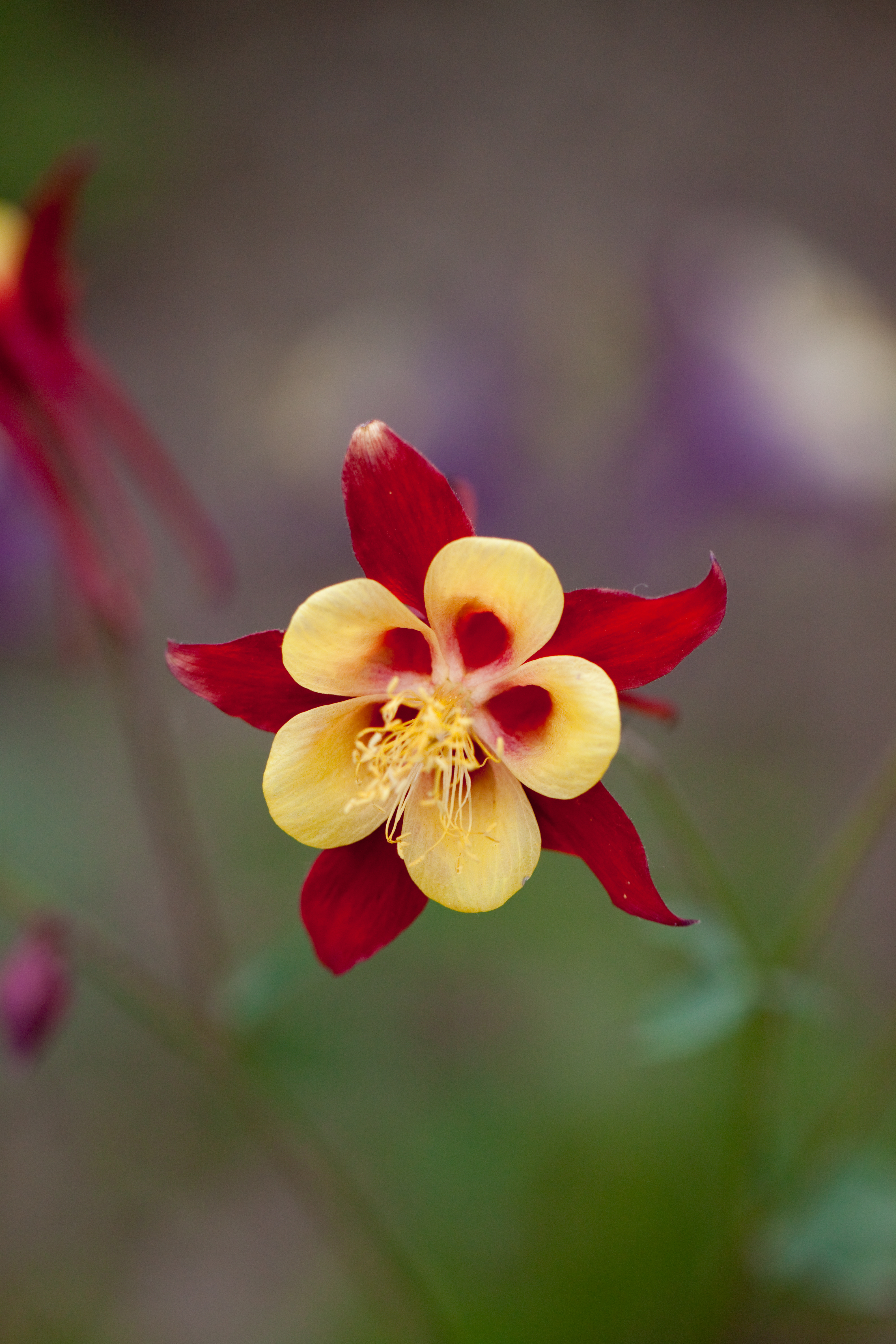 Flower, Aquilegia - Flickr - nekonomania
