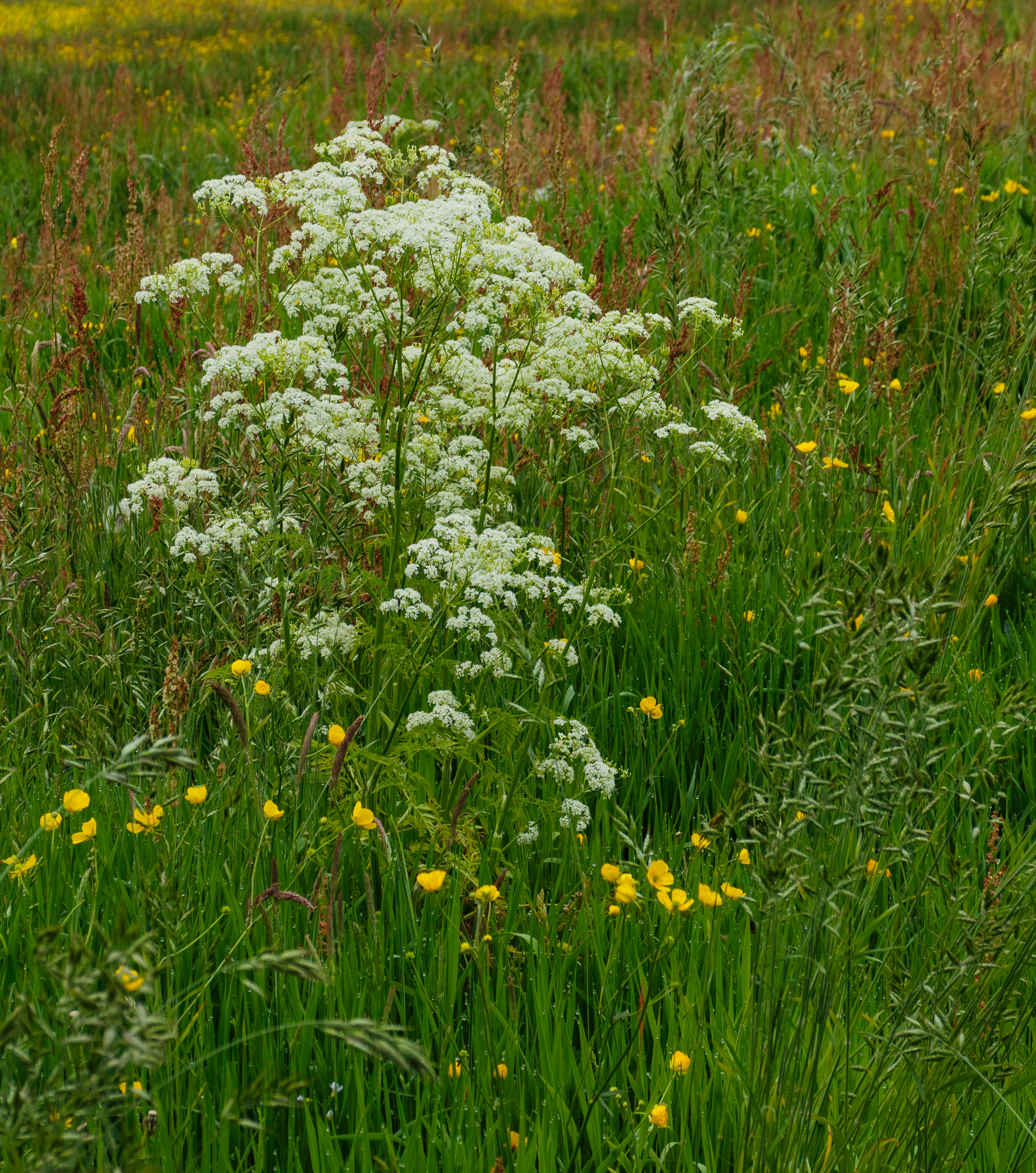 Fluitenkruid (Anthriscus sylvestris) in bloemenweide. Locatie, Natuurterrein De Famberhorst 01