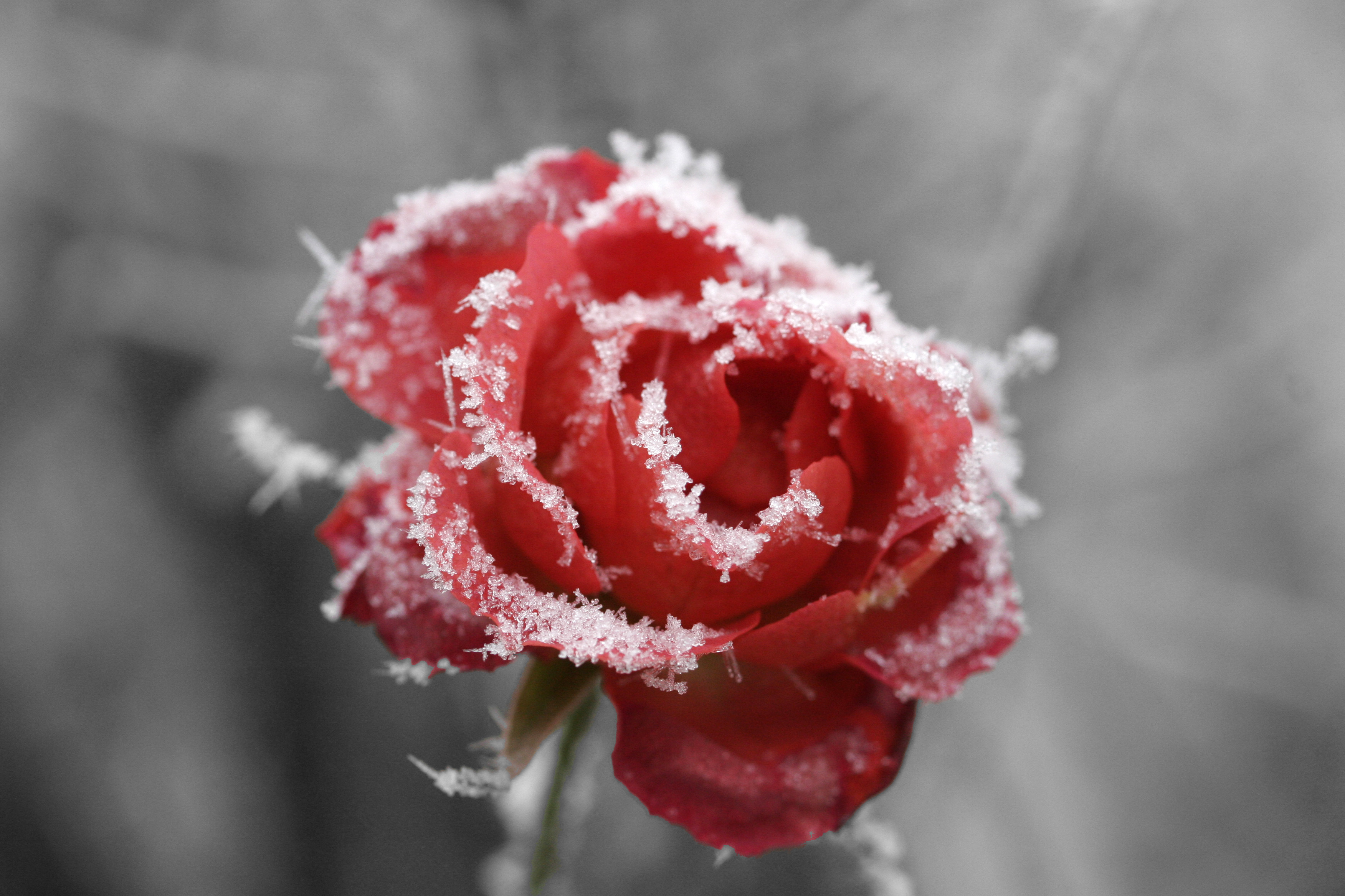 Frosted rose 01