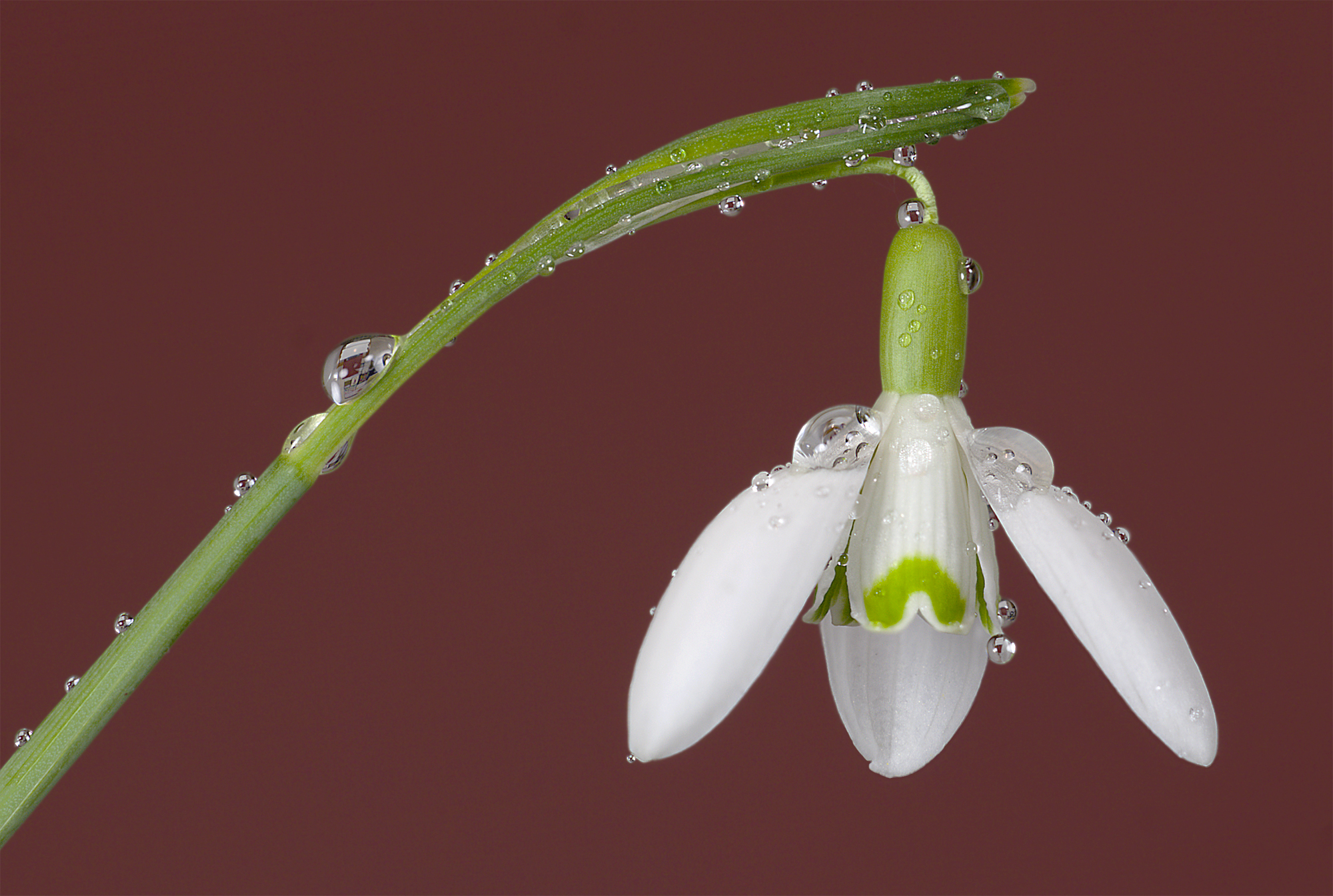 Galanthus nivalis (snowdrop) flower FS17