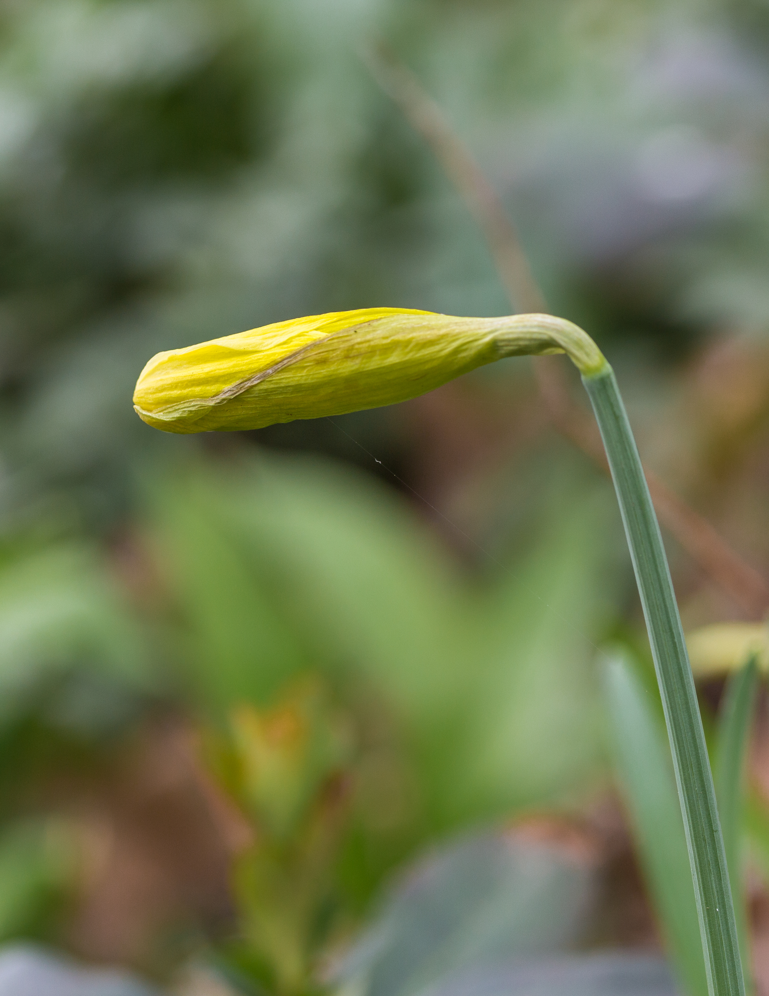 Gele bloemknop van een narcis. Locatie, Natuurterrein De Famberhorst