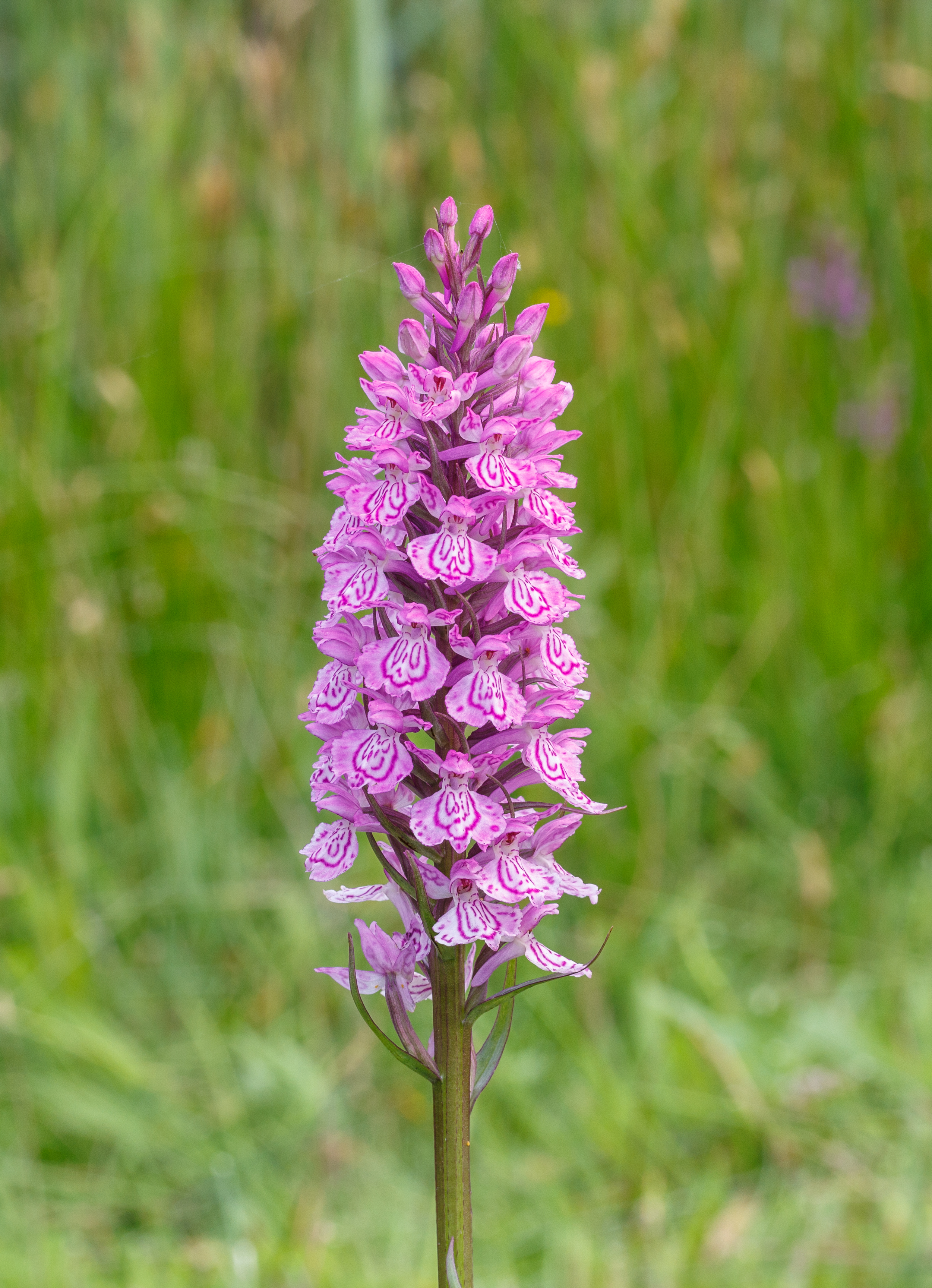 Gevlekte orchis. Orchis (Dactylorhiza maculata subsp. Maculata) 07
