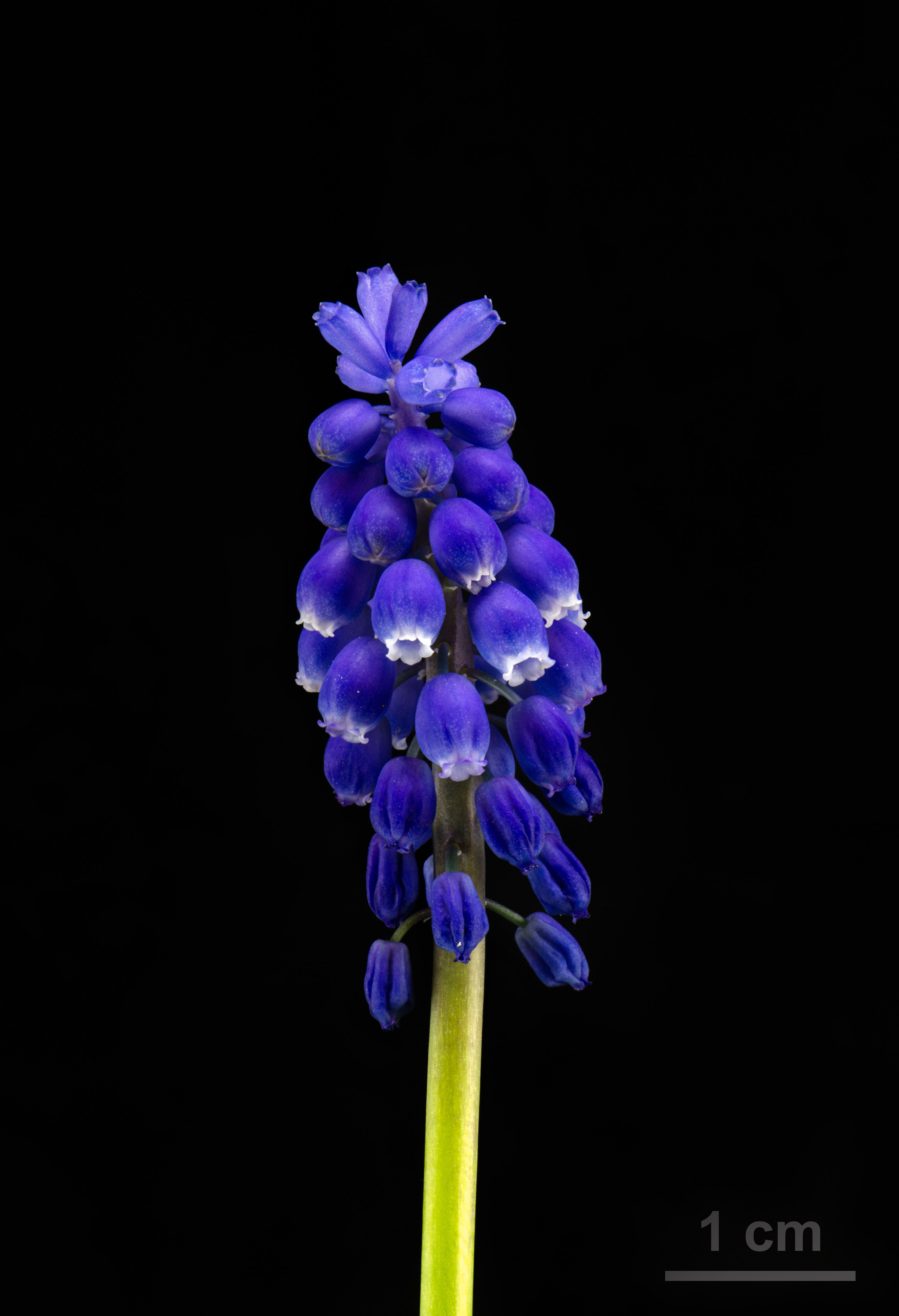 Grape Hyacinth - Muscari armeniacum - Traubenhyazinthe - 01