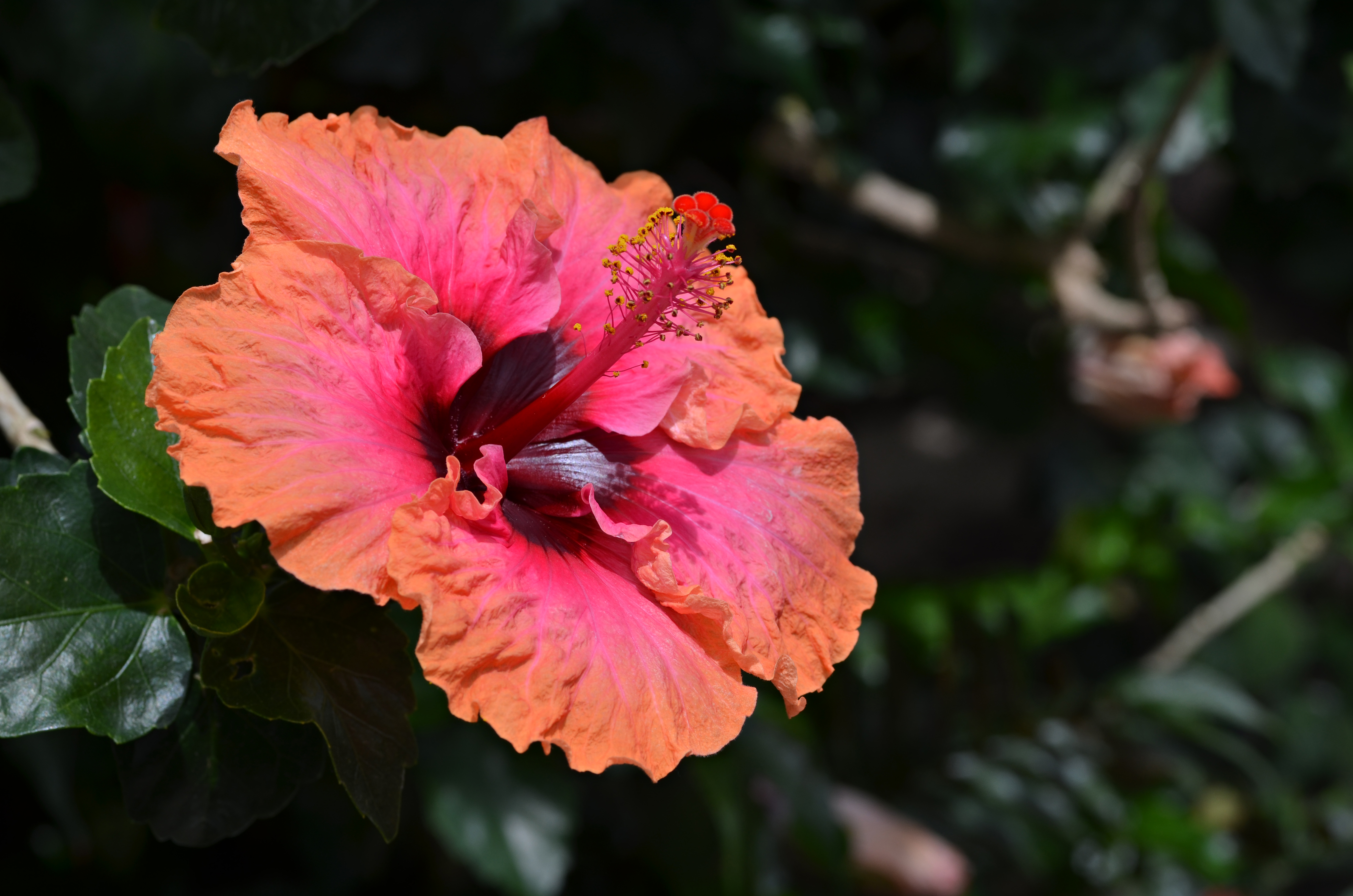 Hibiscus rosa-sinensis 'Erin Rachael' Flower