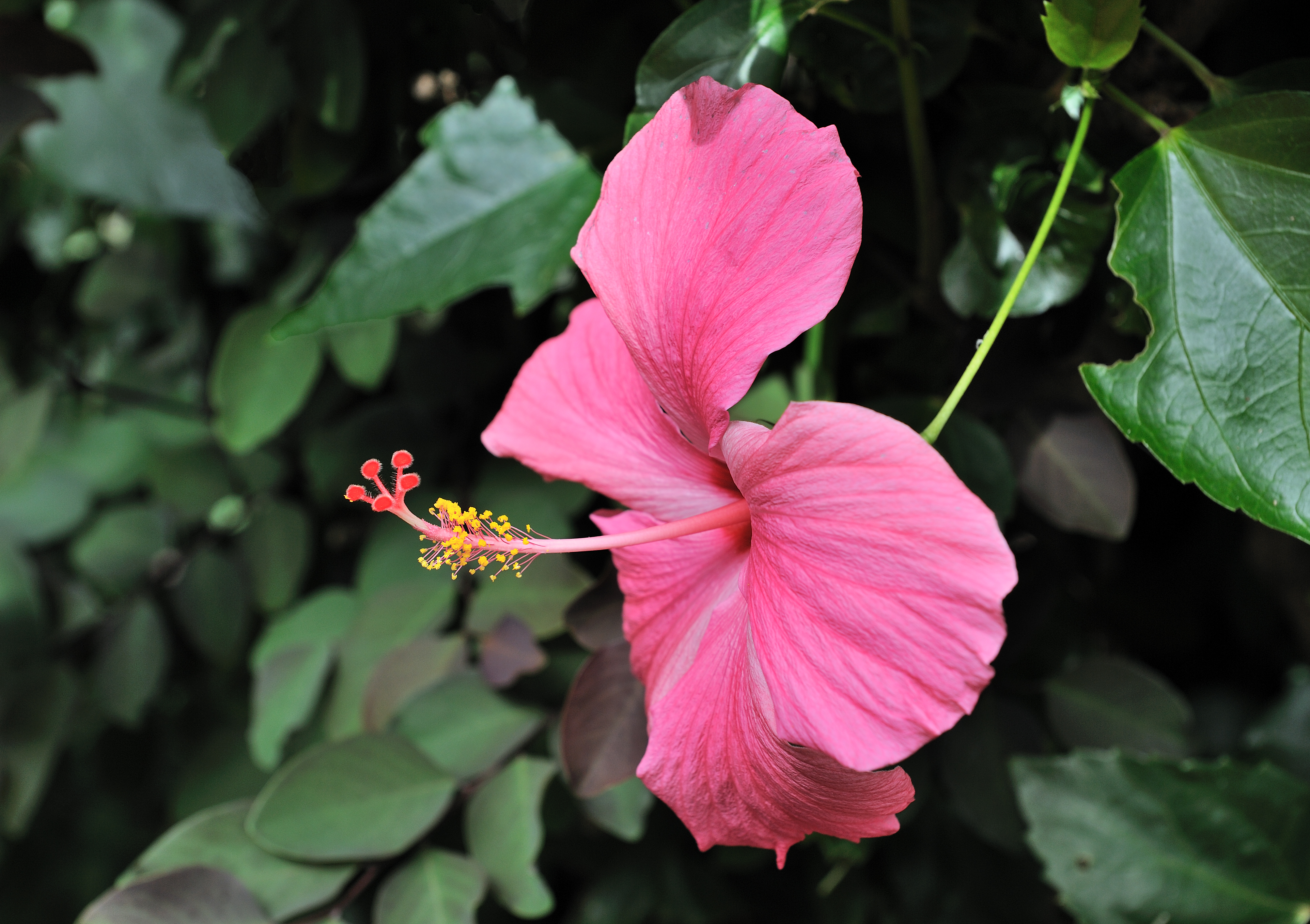 Hibiscus rosa-sinensis Santiago Cape Verde