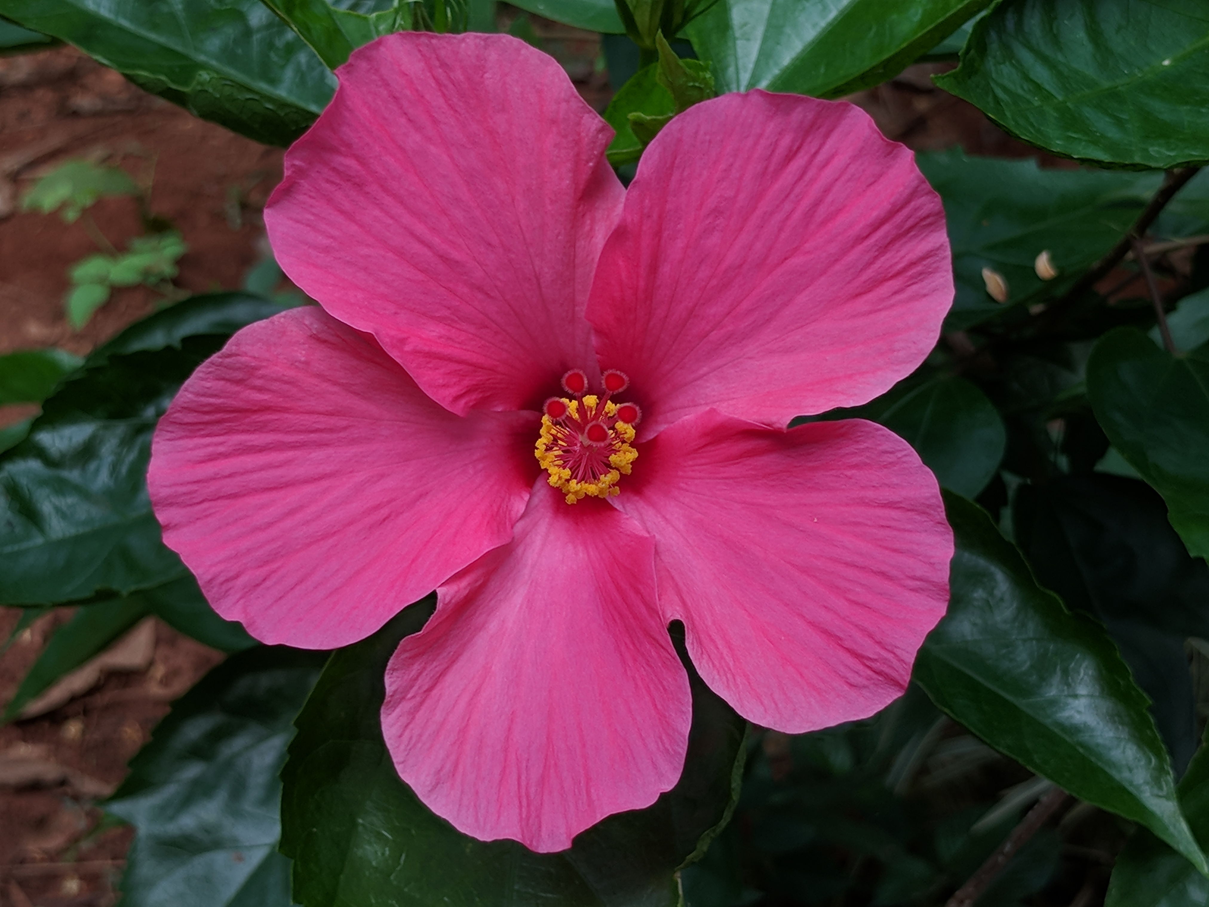 Hibiscus rosa-sinensis 21