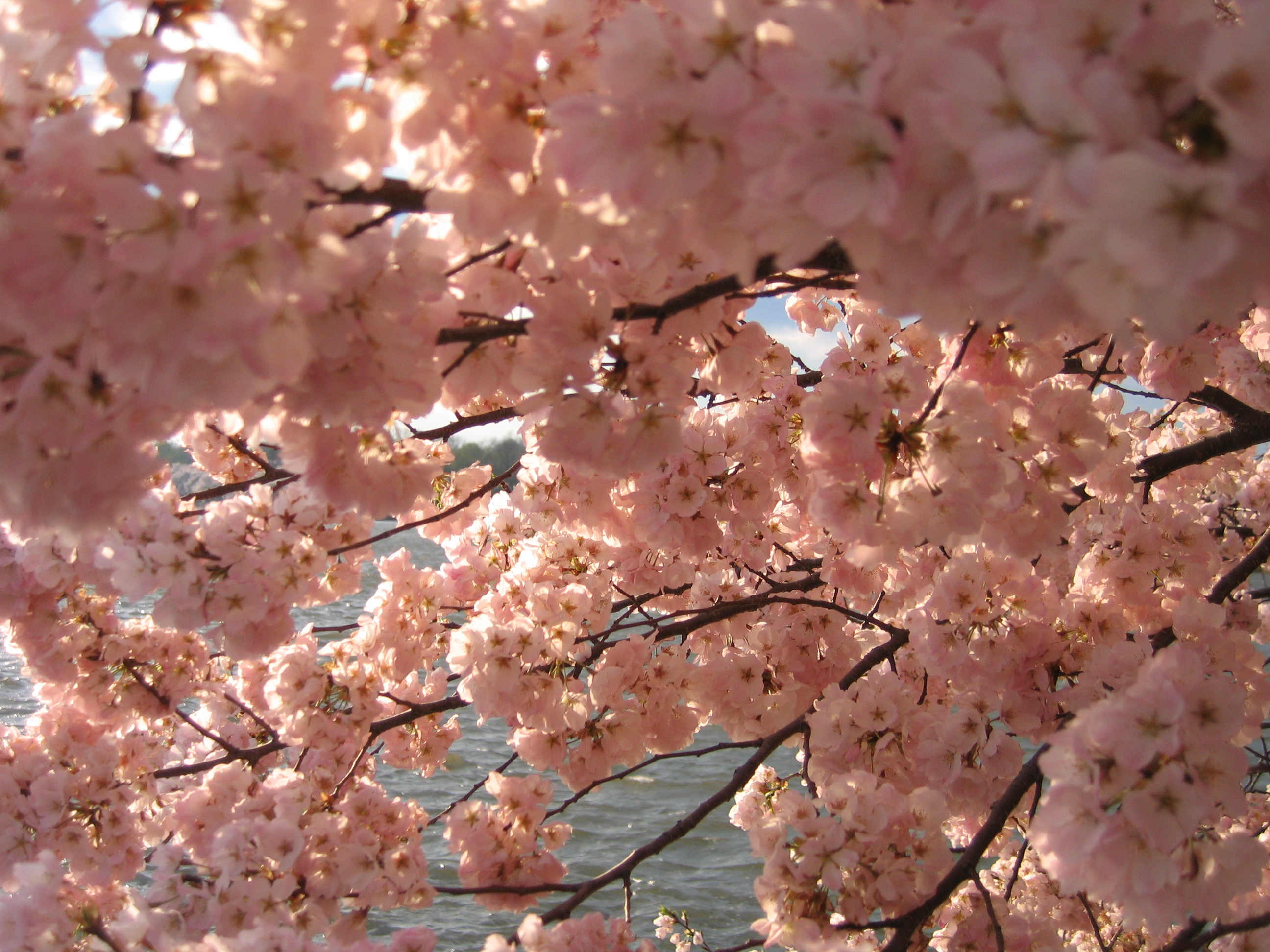 IMG 2383 - Washington DC - Tidal Basin - Cherry Blossoms