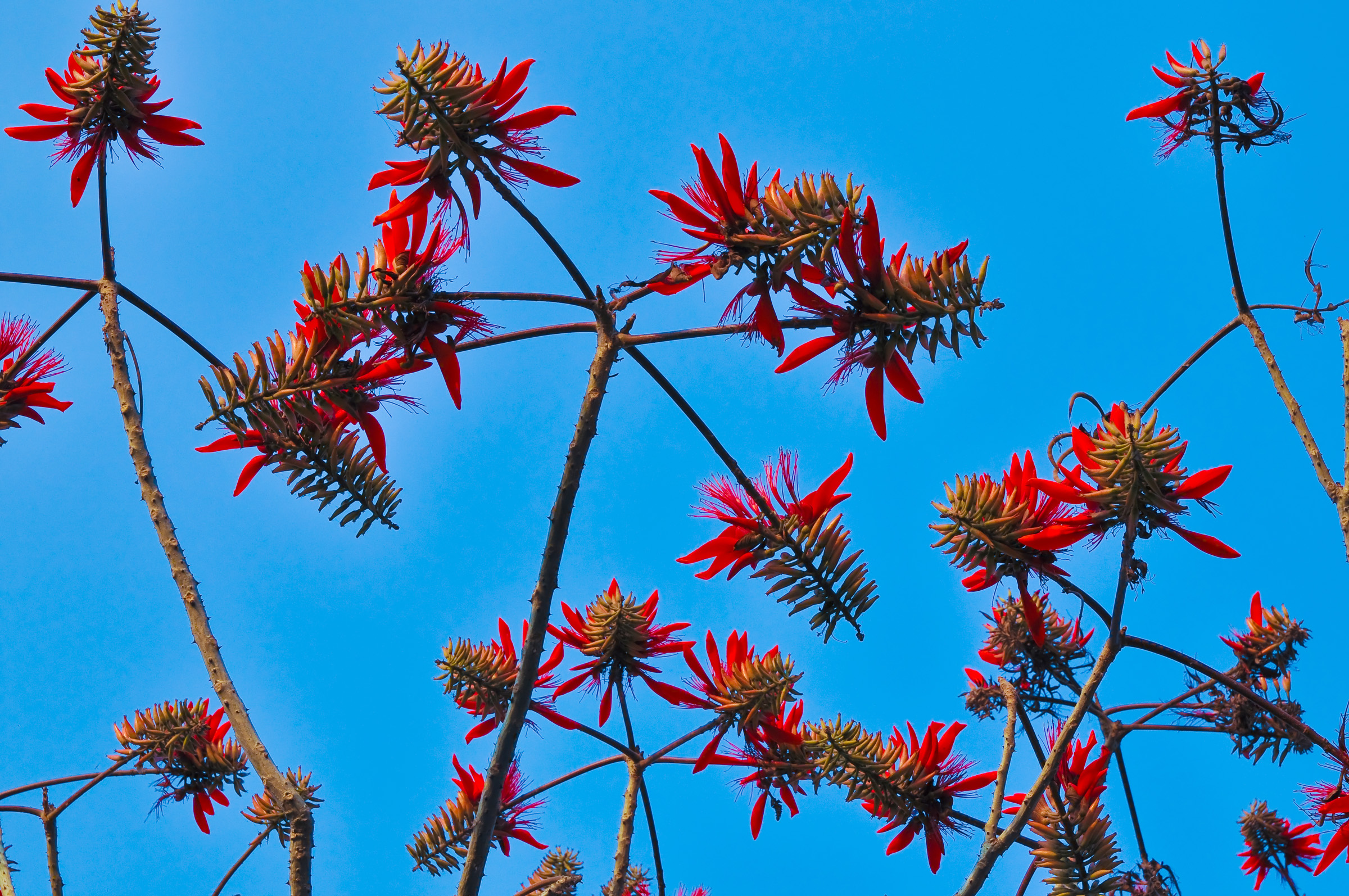 Indian coral tree(Erythrina variegeta)