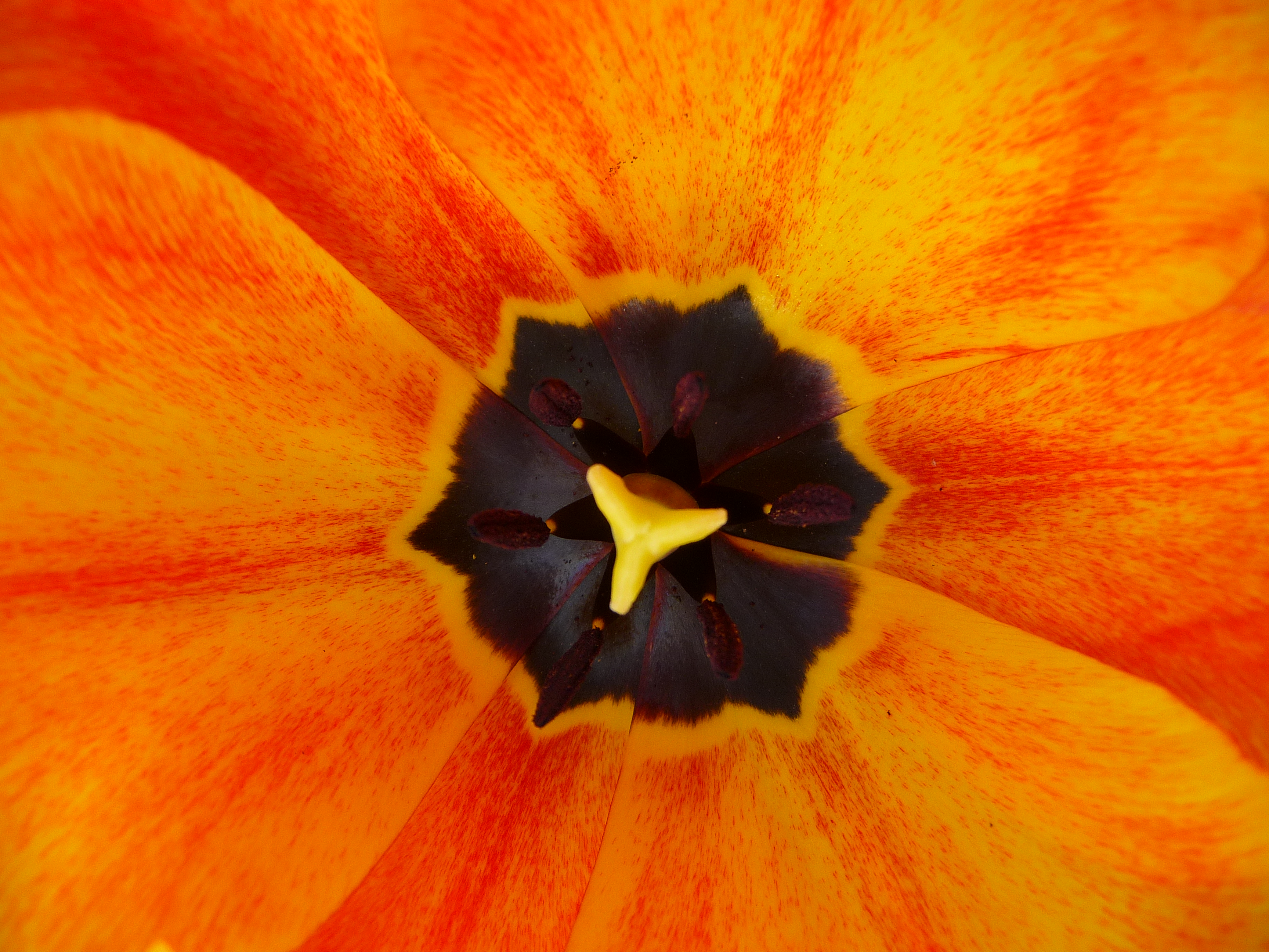 Inneres orange-gelbe Tulpe