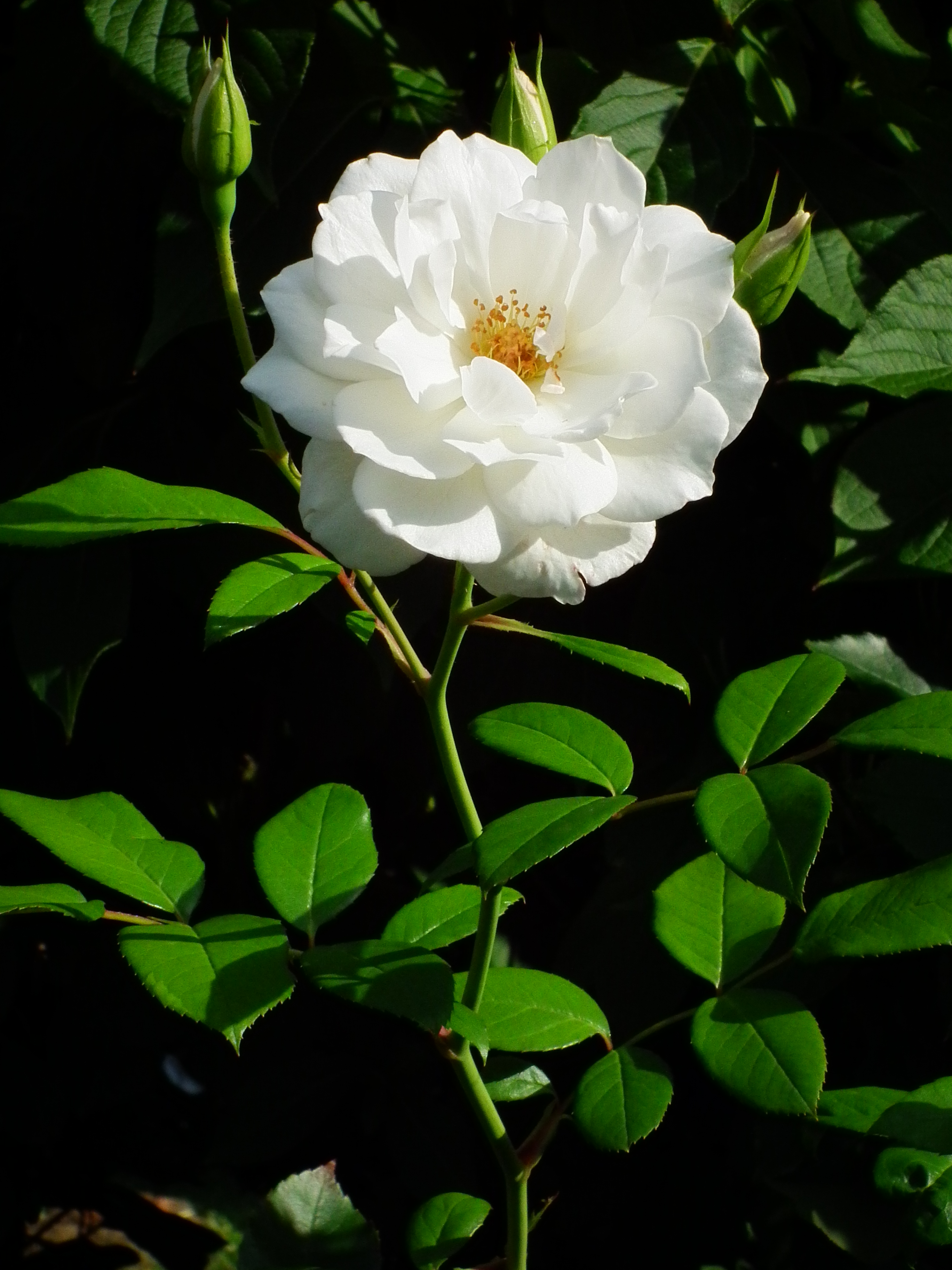 Intensiv duftende weiße Rose