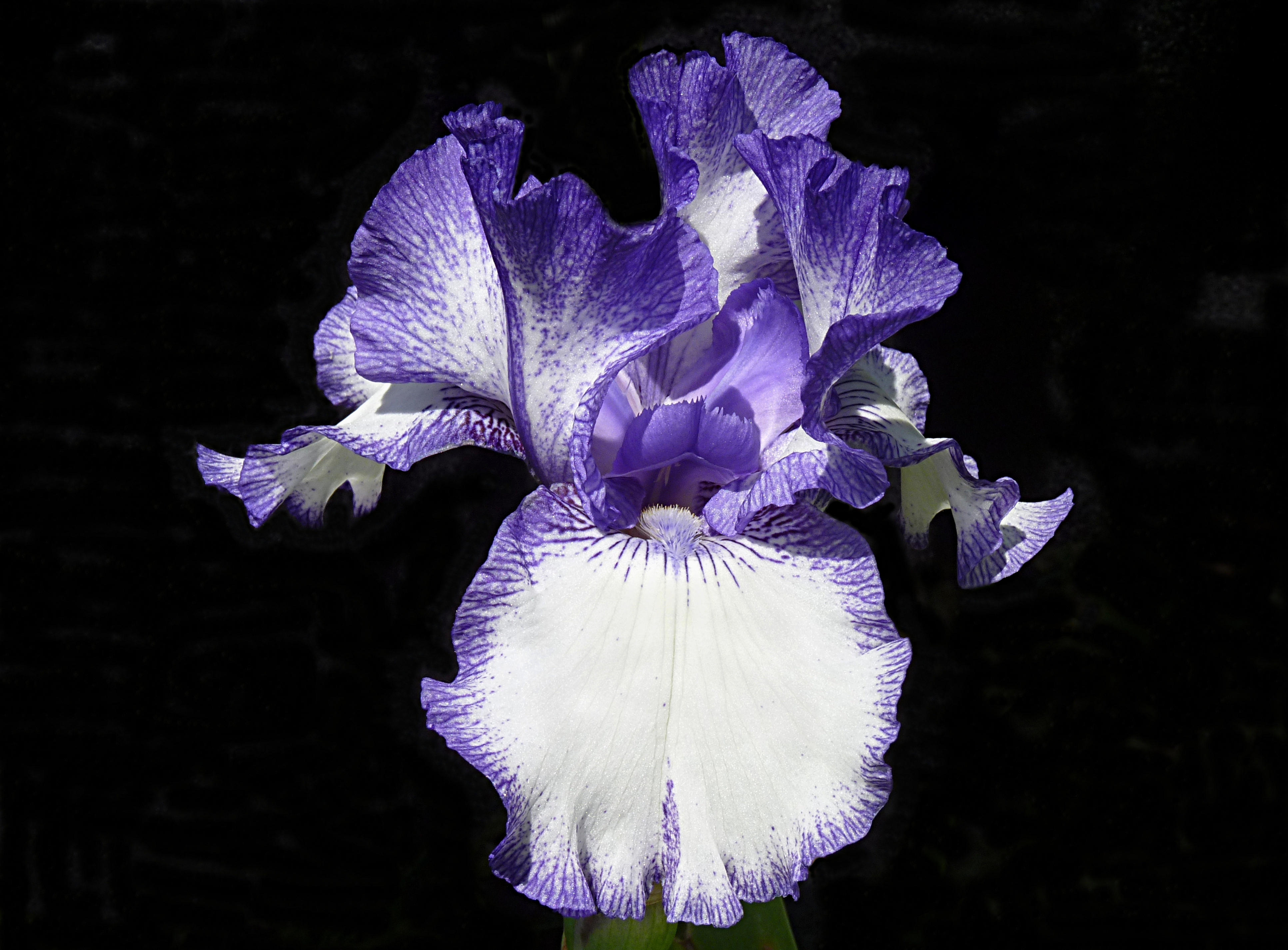 Iris 'Blue Staccato' J2