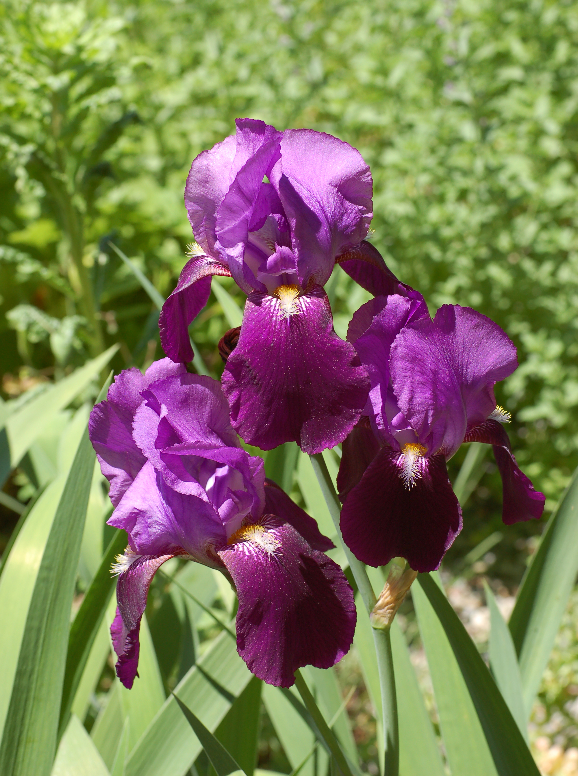 Iris cv. bearded dark purple (X-2649-E) Flowers