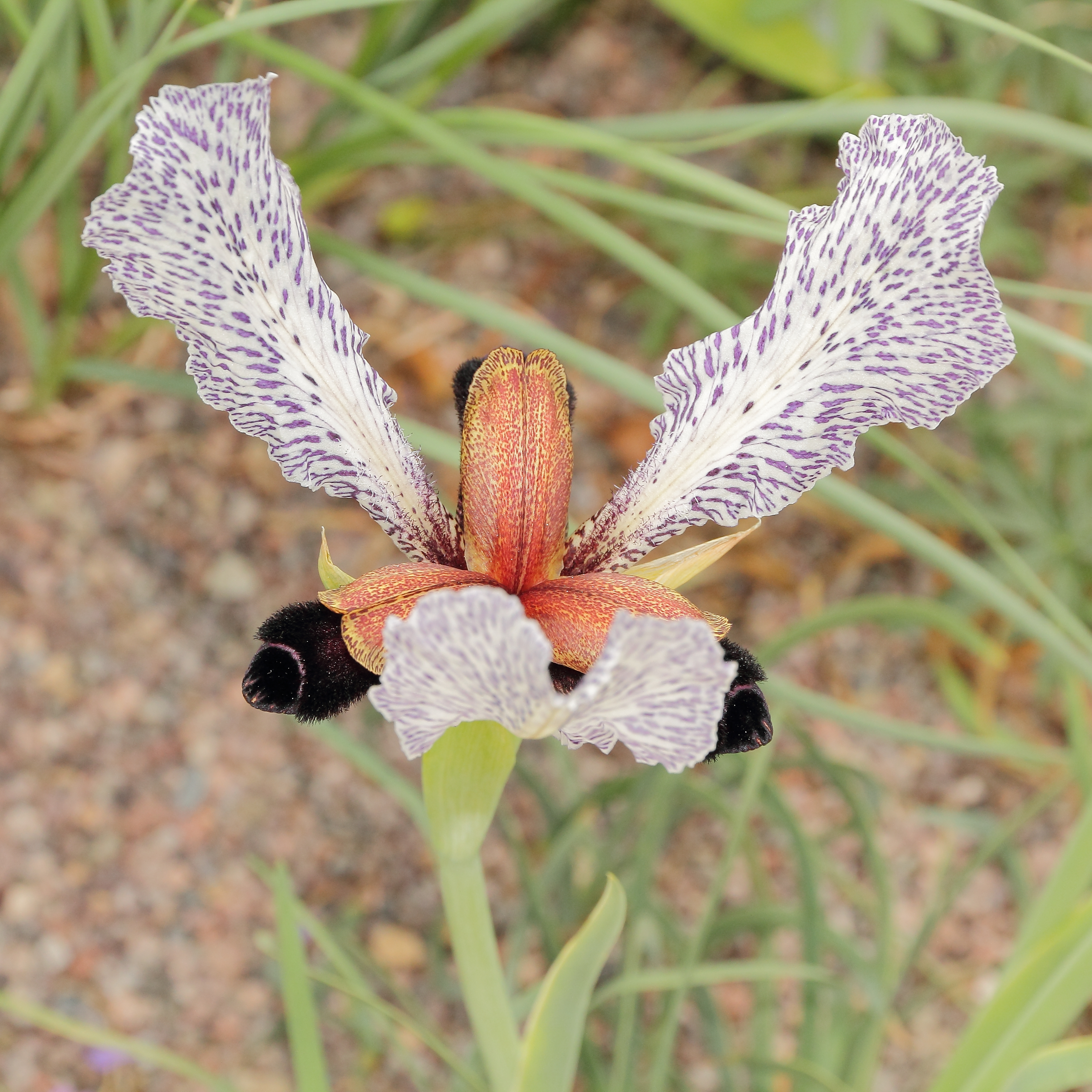 Iris paradoxa f. choschab-IMG 2195