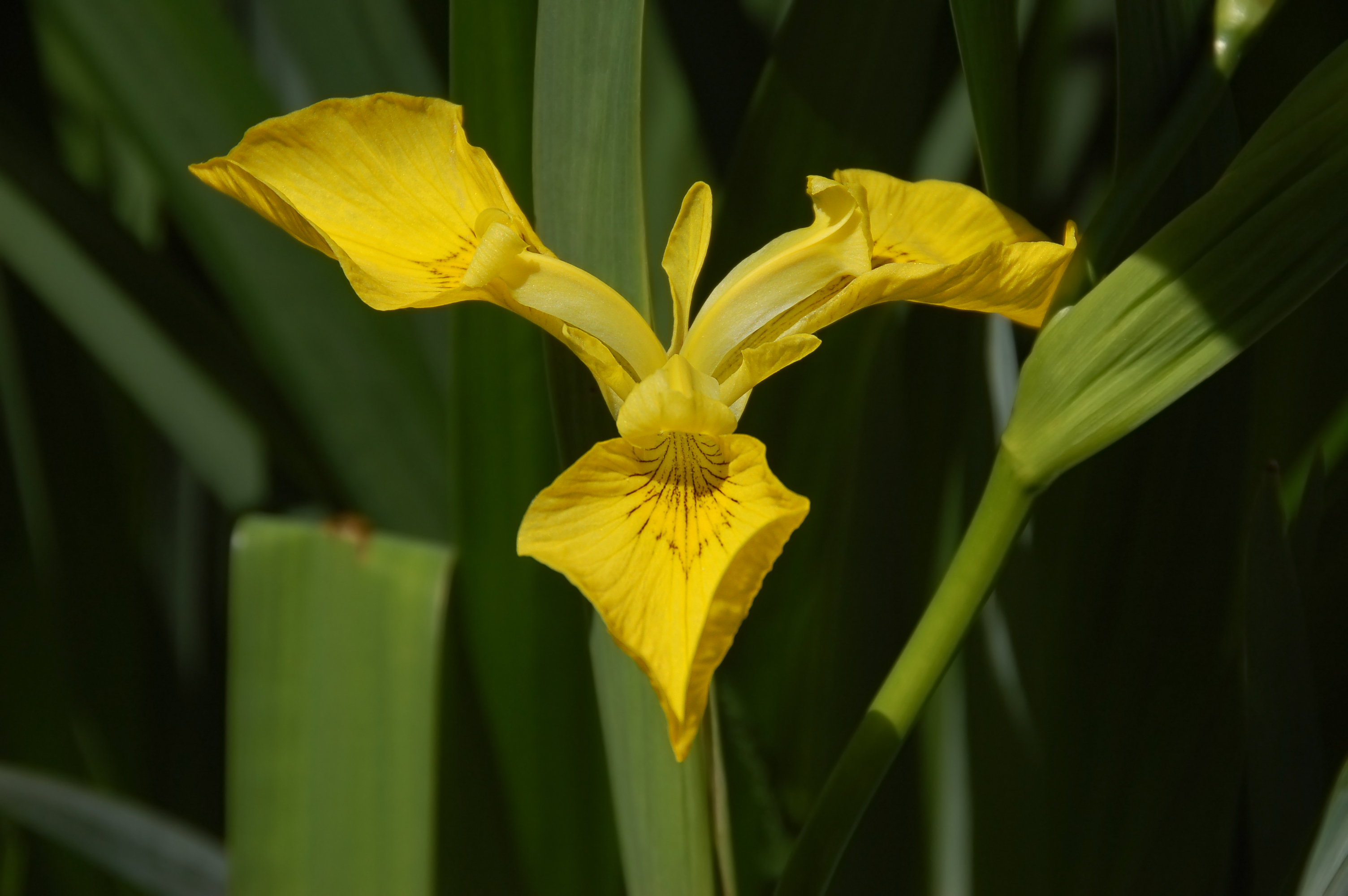 Iris pseudacorus (UN-0056-C) Folded