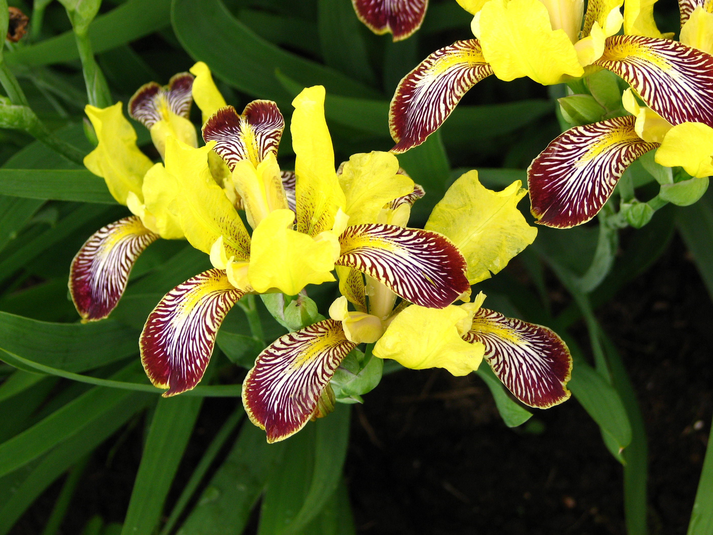 Iris variegata 03