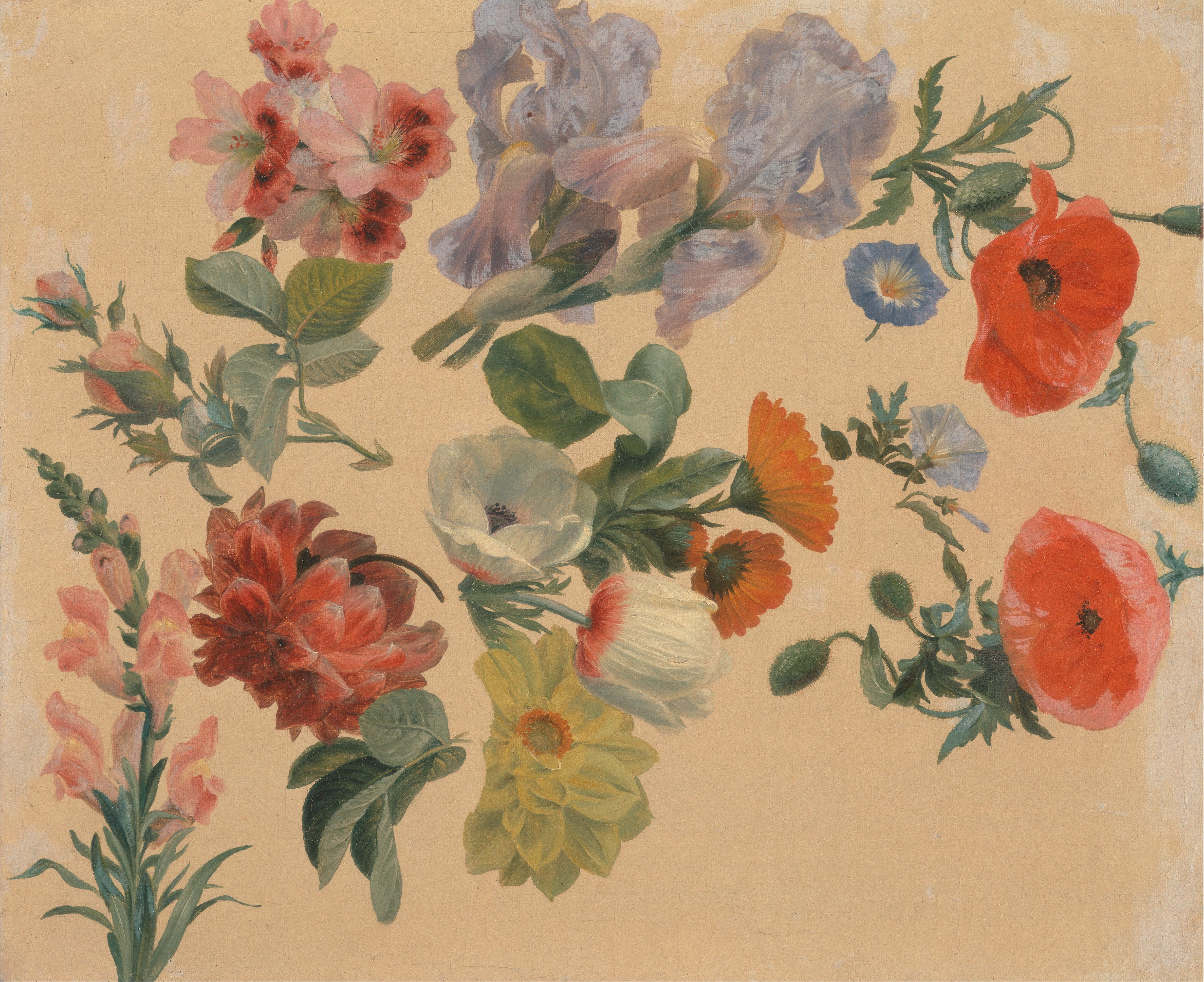 Jacques-Laurent Agasse - Studies of Summer Flowers - Google Art Project