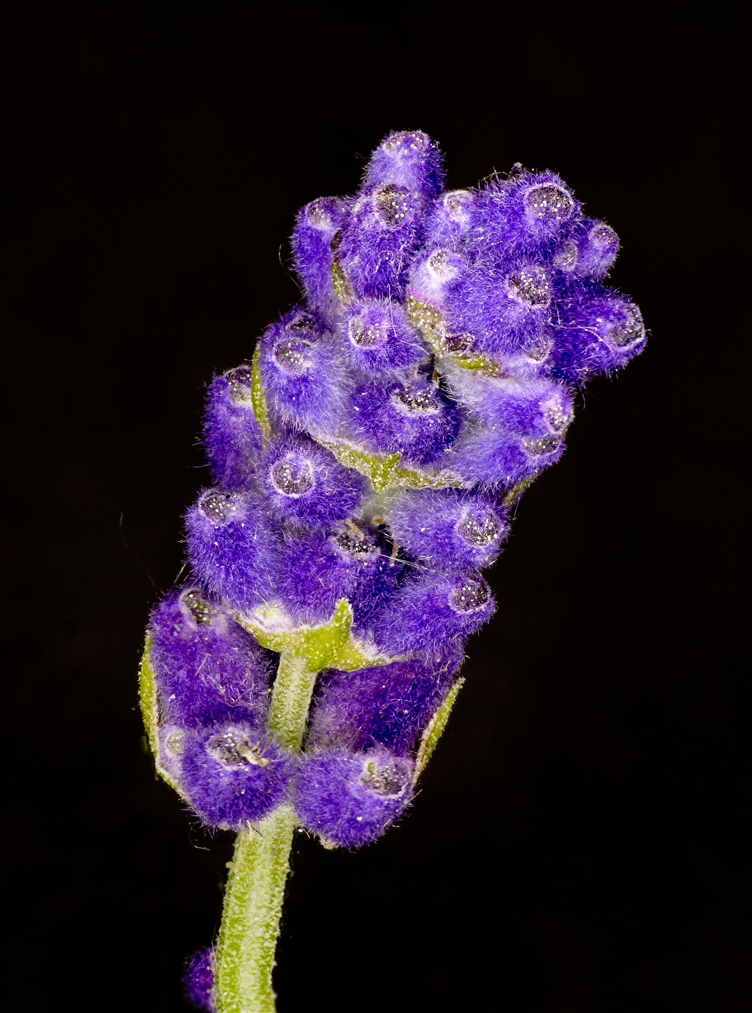 Lavandula angustifolia lavender Lavendel 01