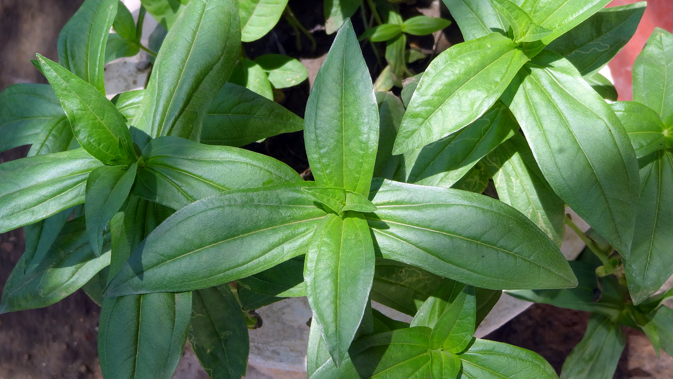 Leaves of zinnia flower in jaffna
