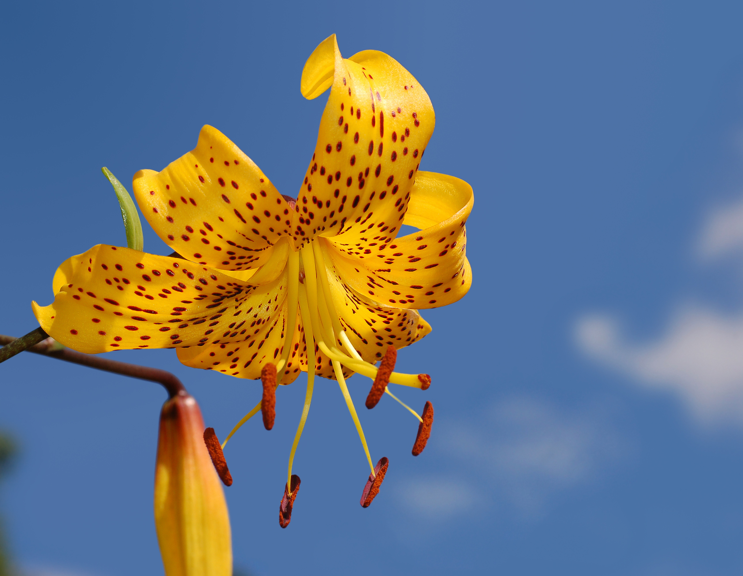 Lily Lilium 'Citronella' Flower 2578px-edit2
