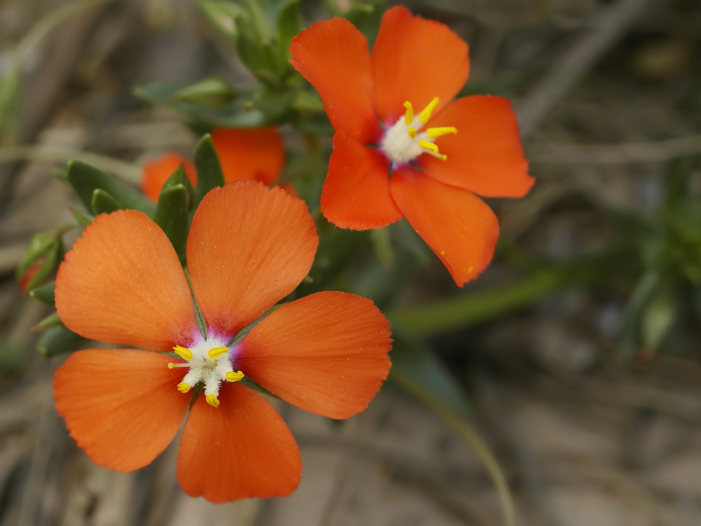 Lysimachia monelli (flowers)