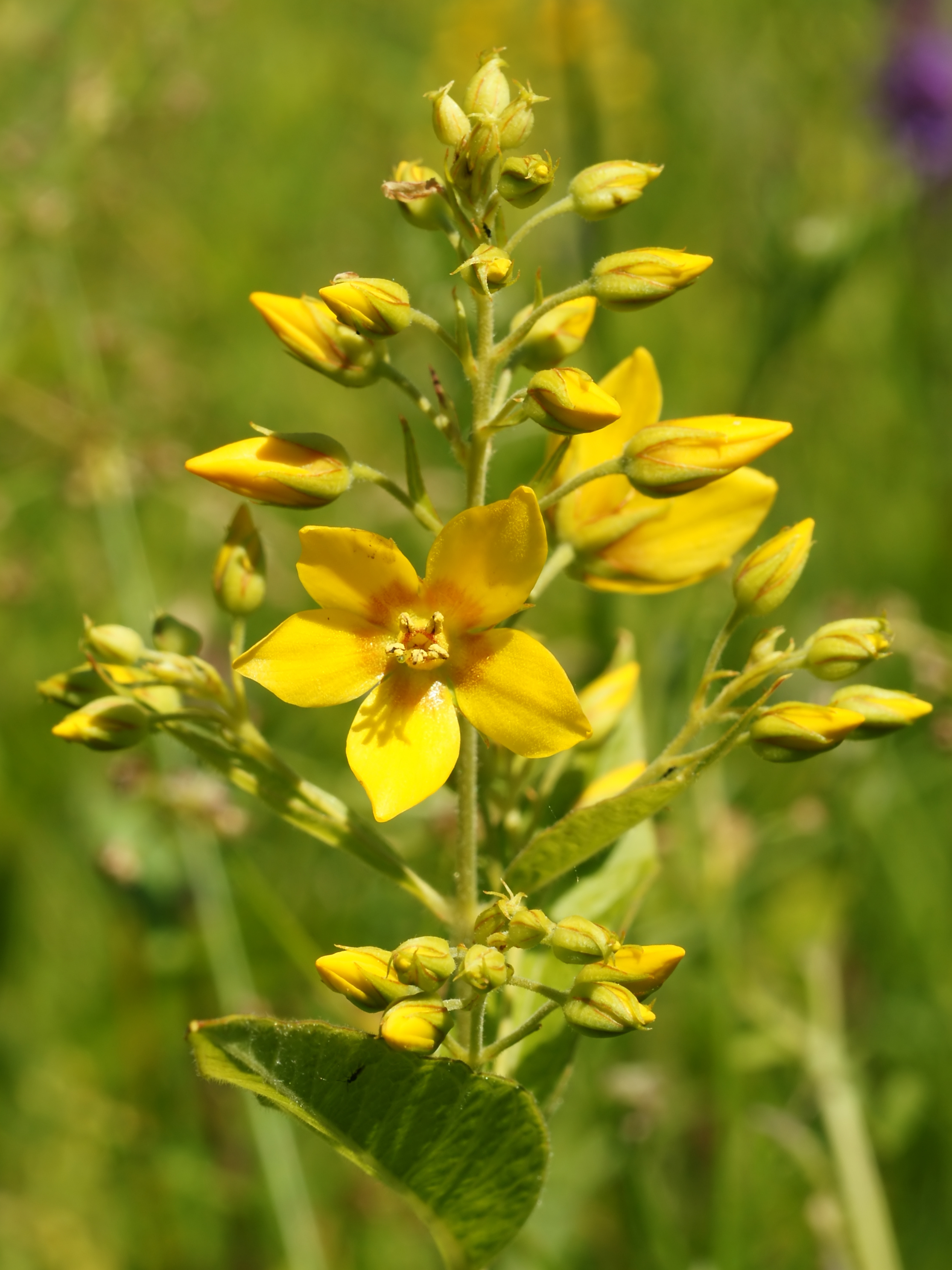 Lysimachia vulgaris (flower)