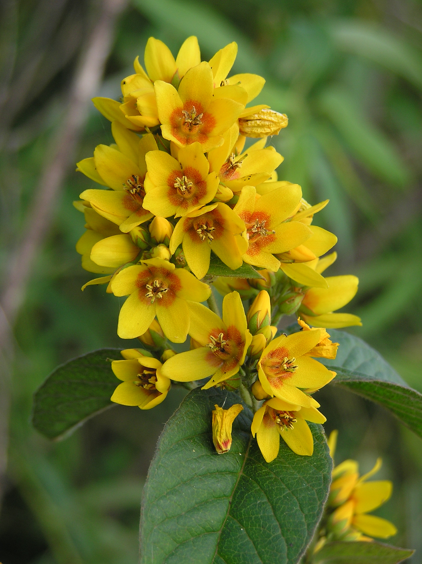 Lysimachia vulgaris (flowers) 2