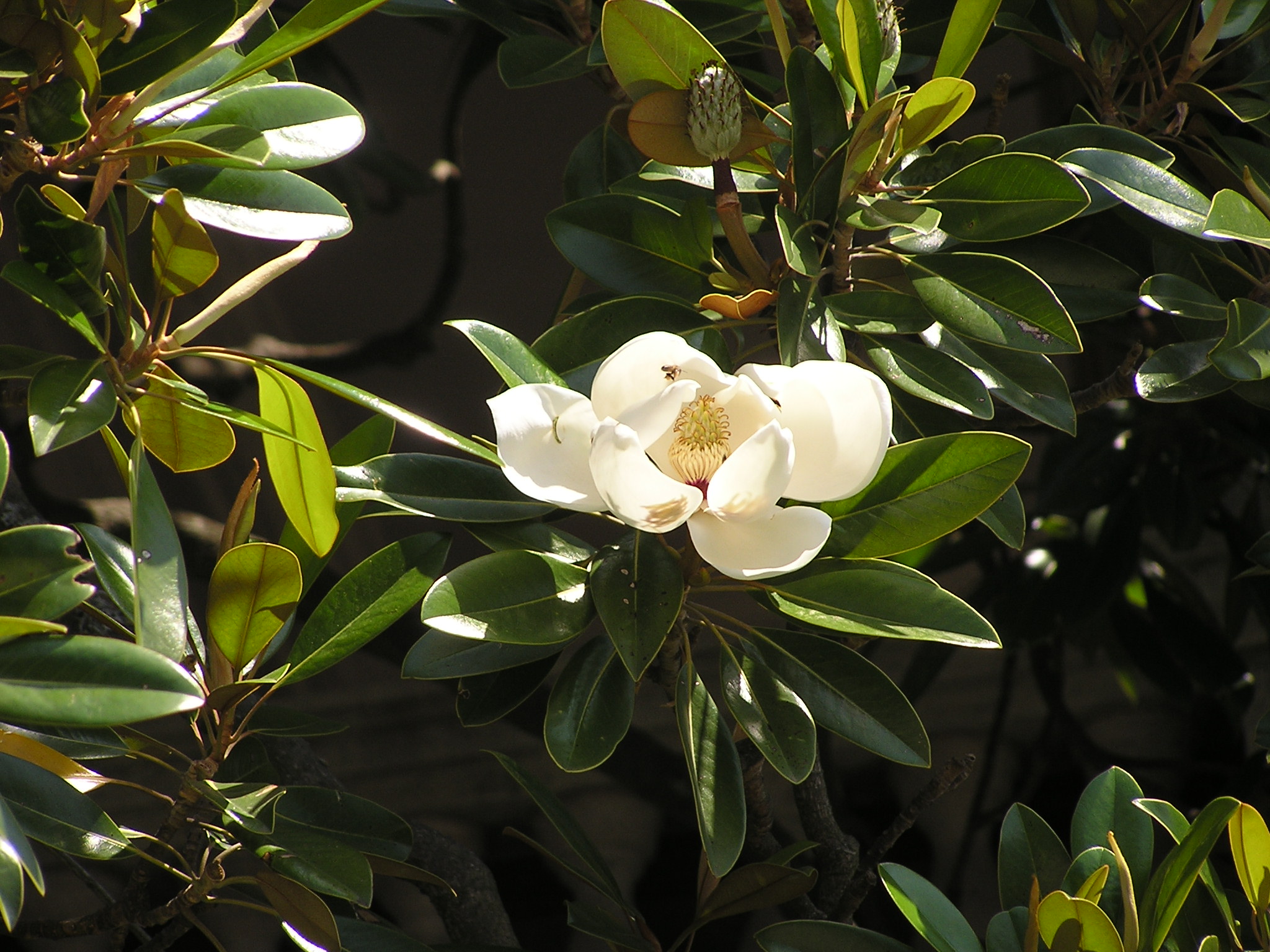 Magnolia grandiflora flower