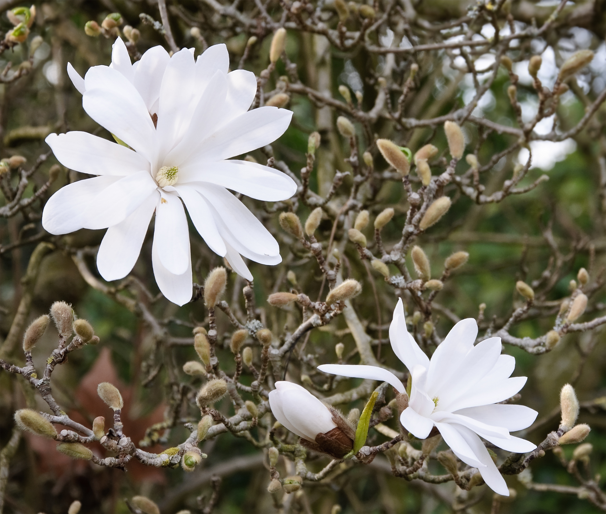 Magnolia stellata fleurs