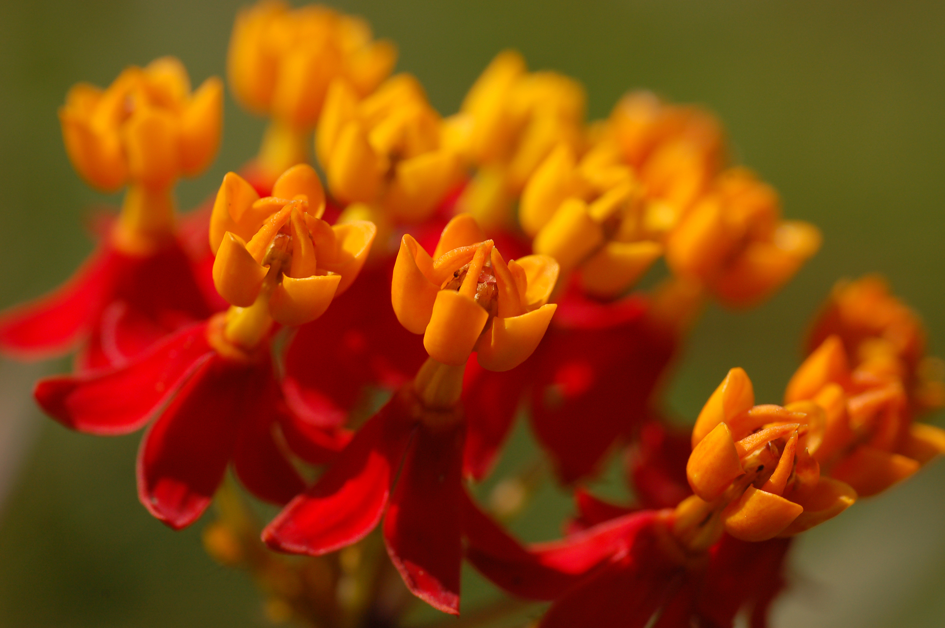 Mexican Milkweed Asclepias curassavica Flowers Closeup 3008px