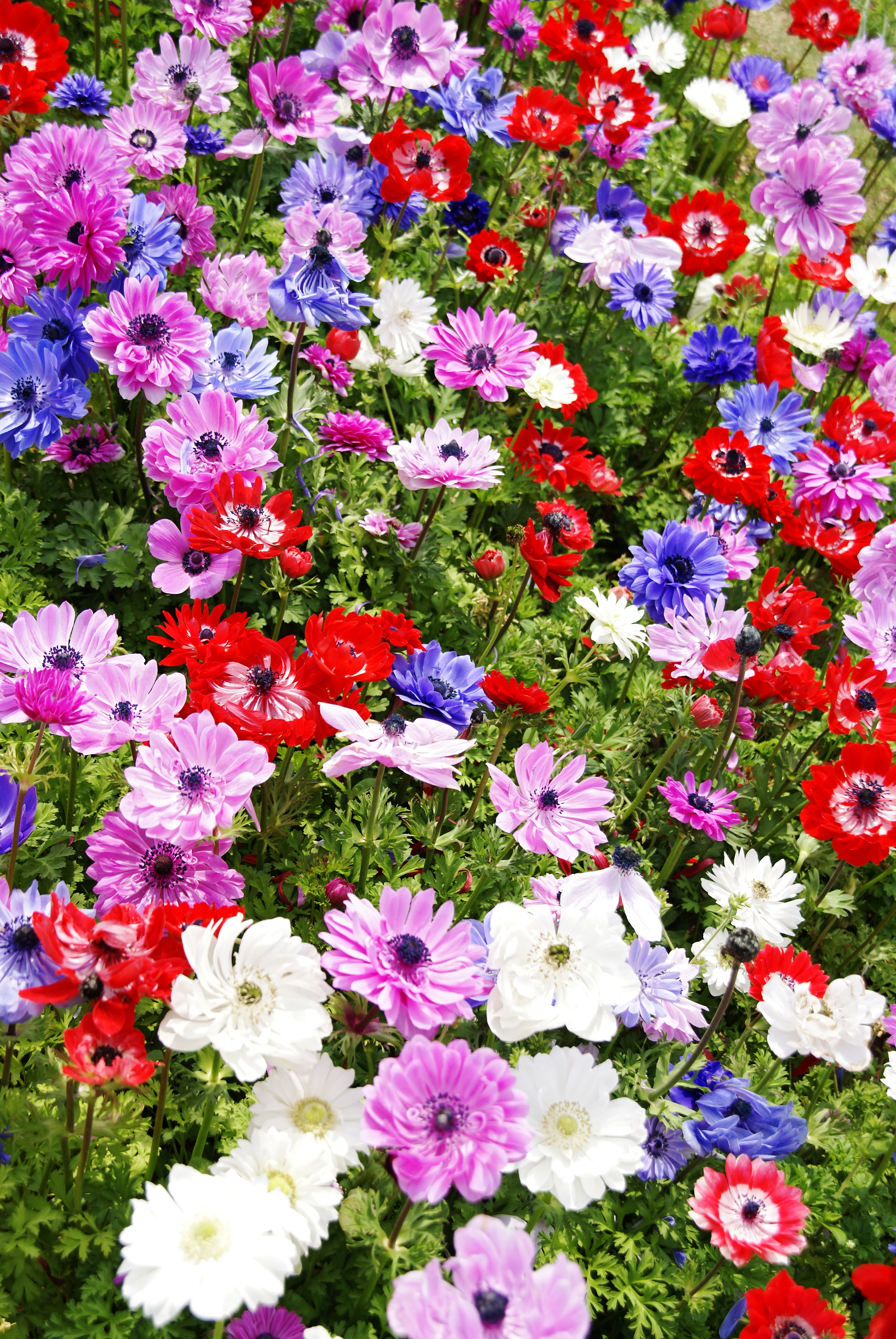 Mixed flowers at Akashi Kaikyo National Government Park