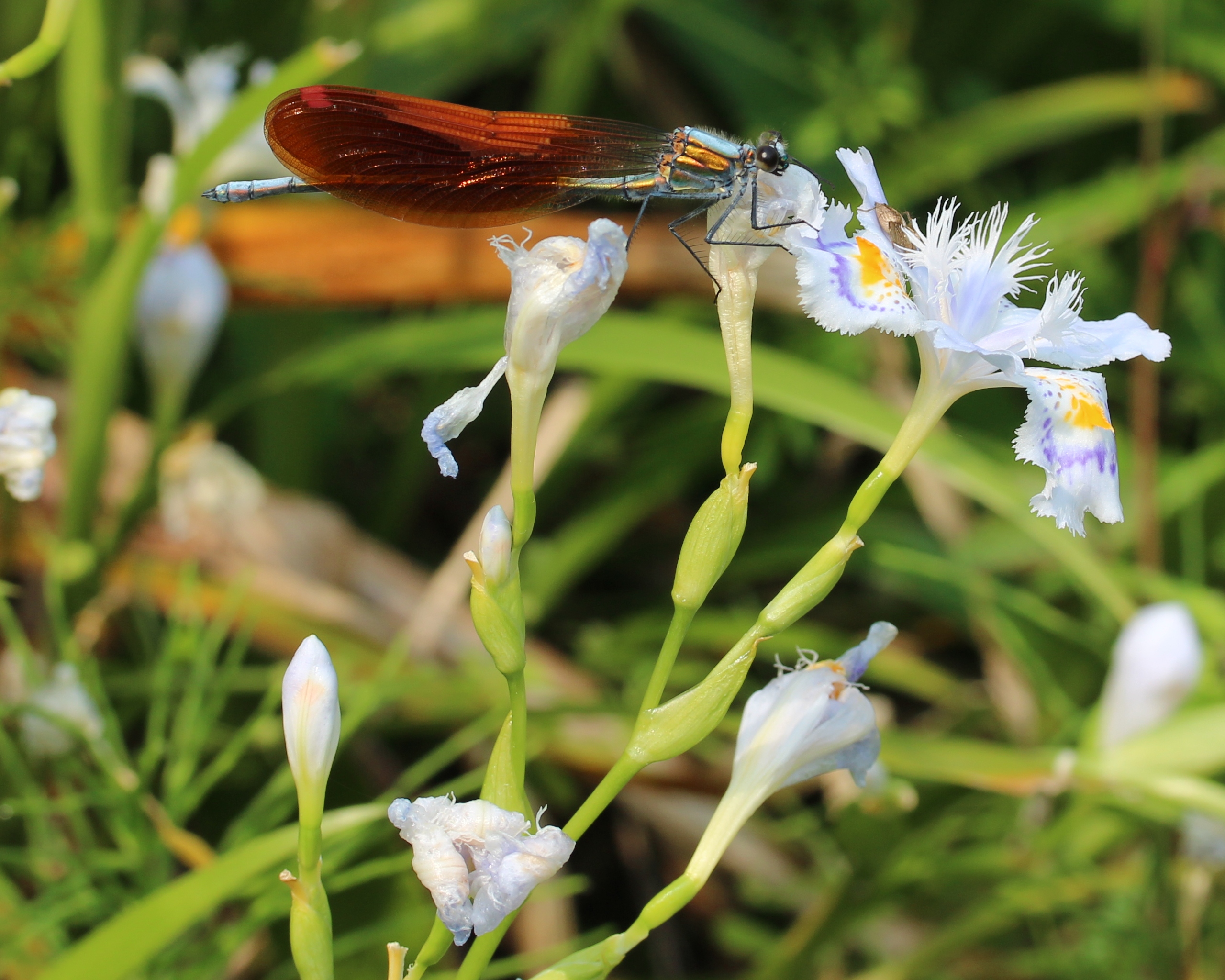 Mnais costalis male on Iris japonica