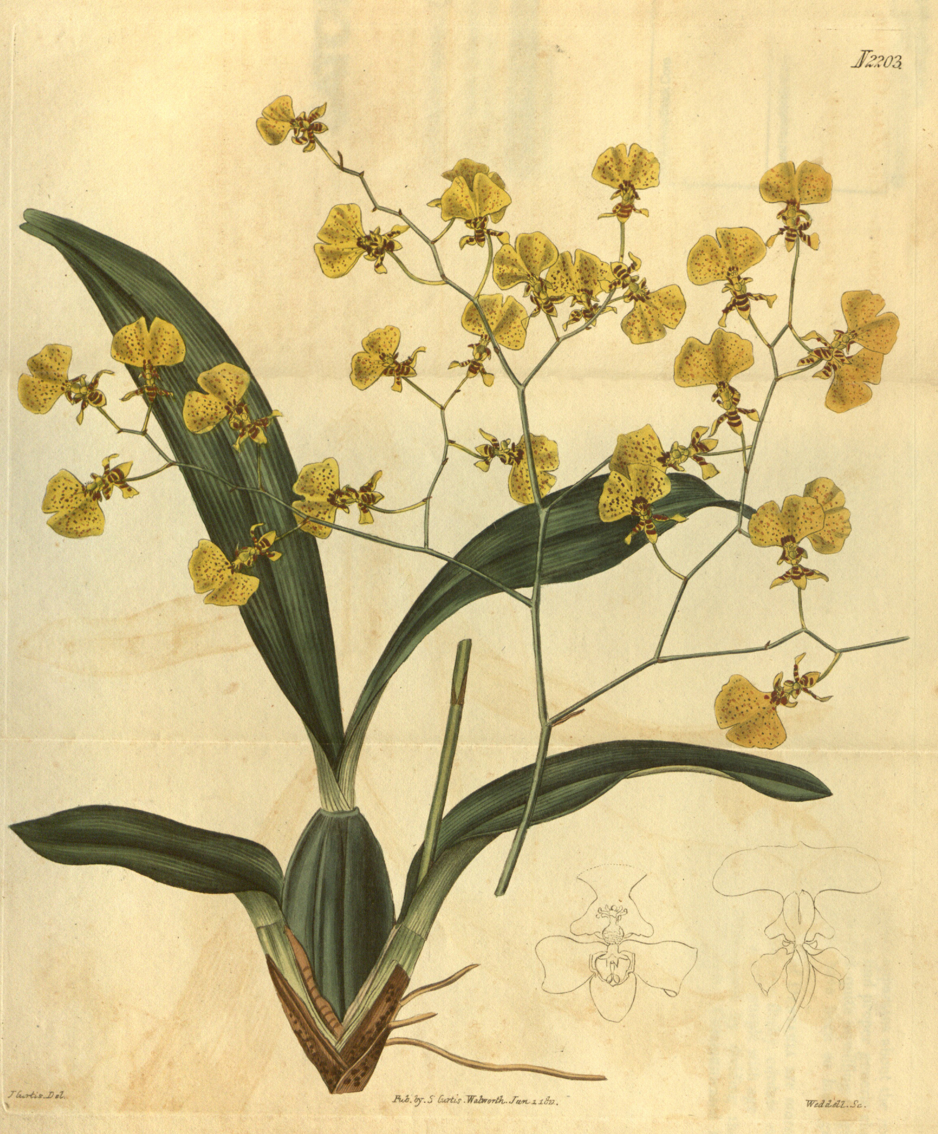 Oncidium flexuosum-Curtis' 48-2203 (1821)