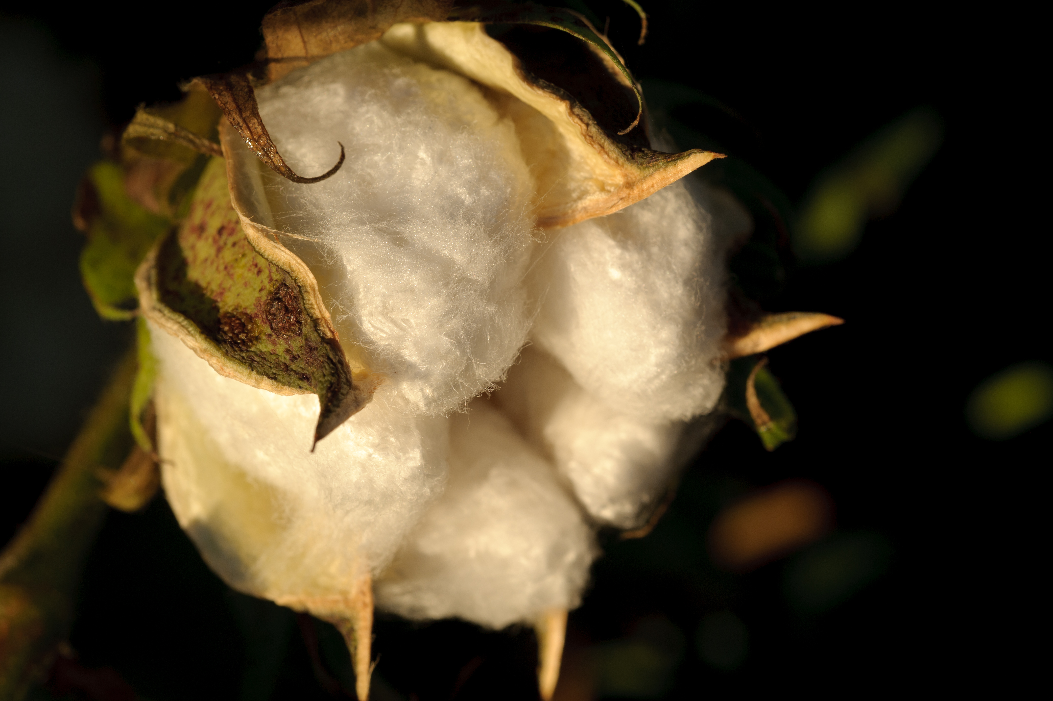 Open cotton boll maturing for harvest. (24749406099)