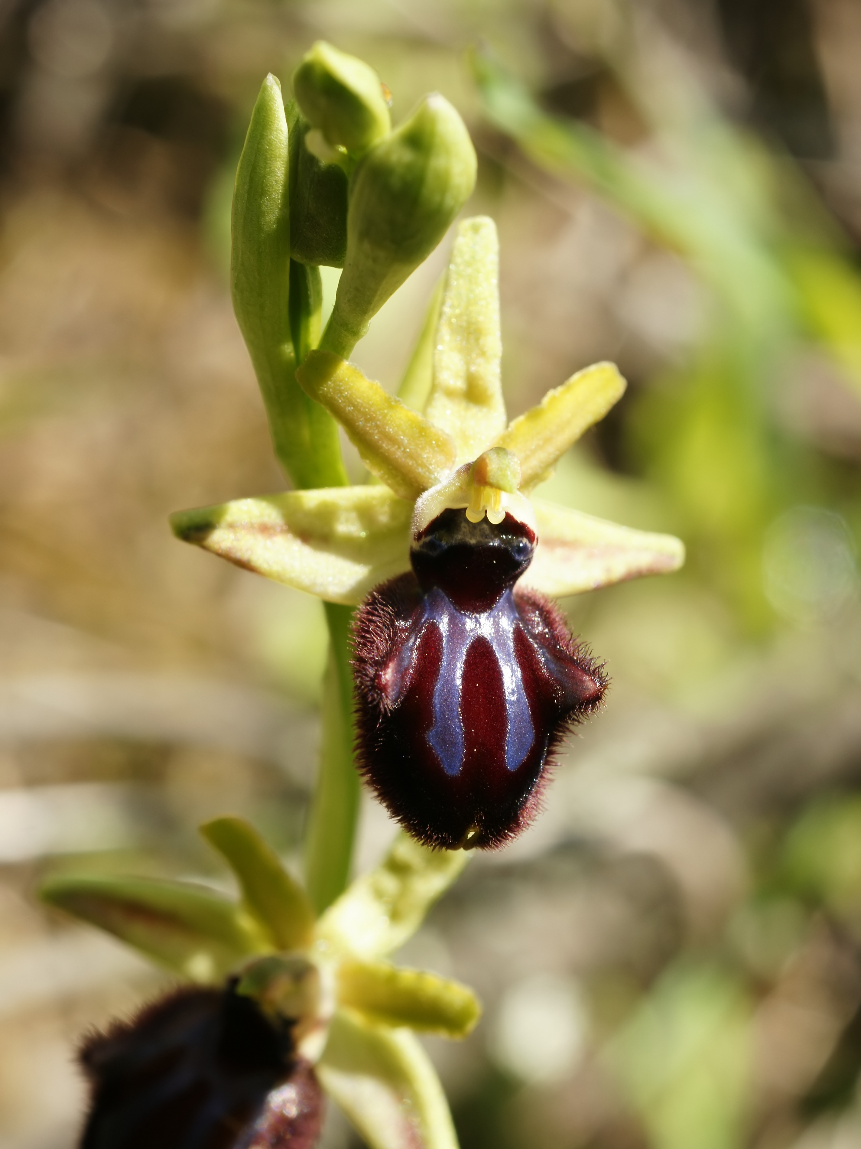 Ophrys incubacea (flower)