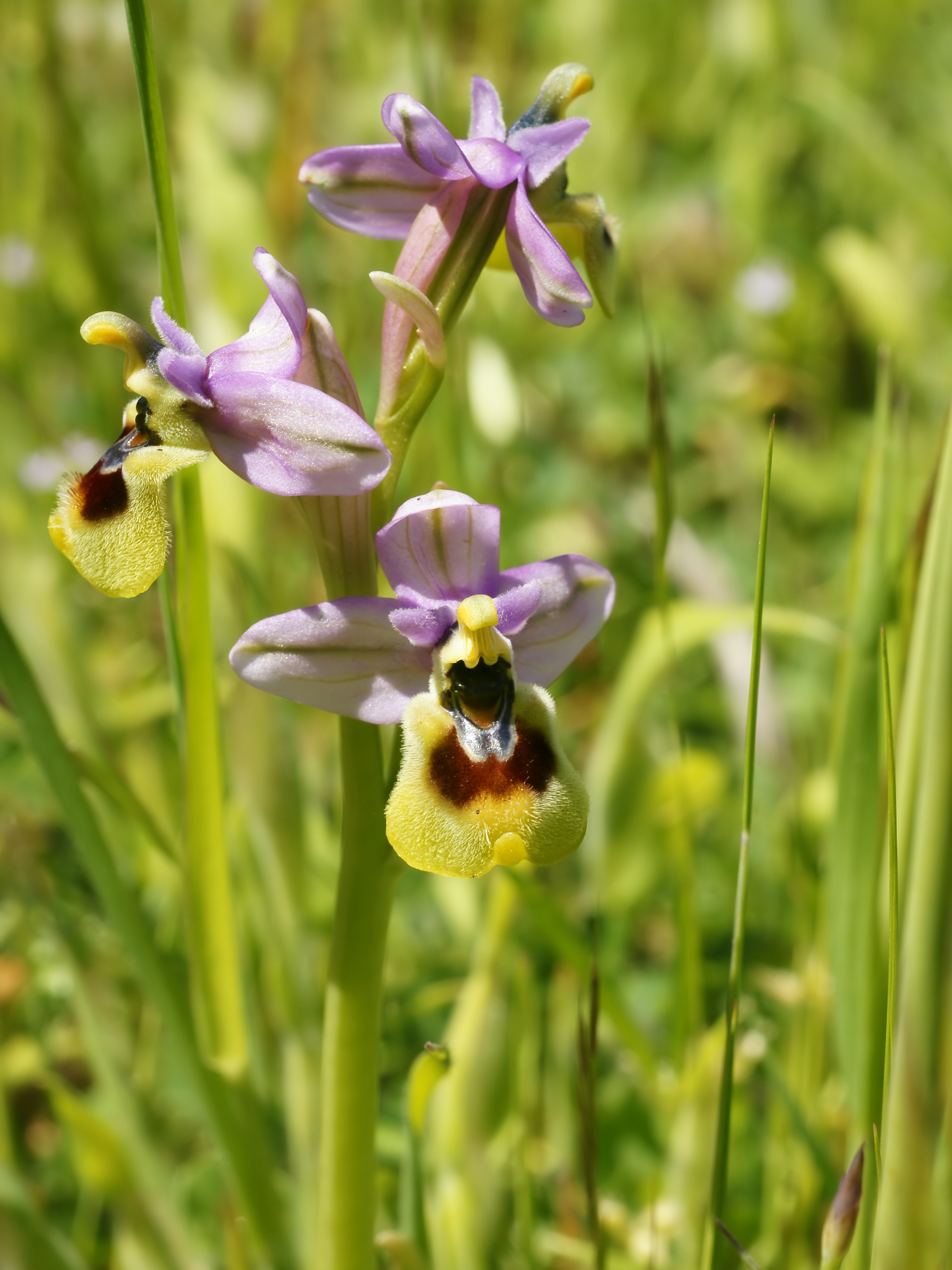Ophrys neglecta (flower spike)