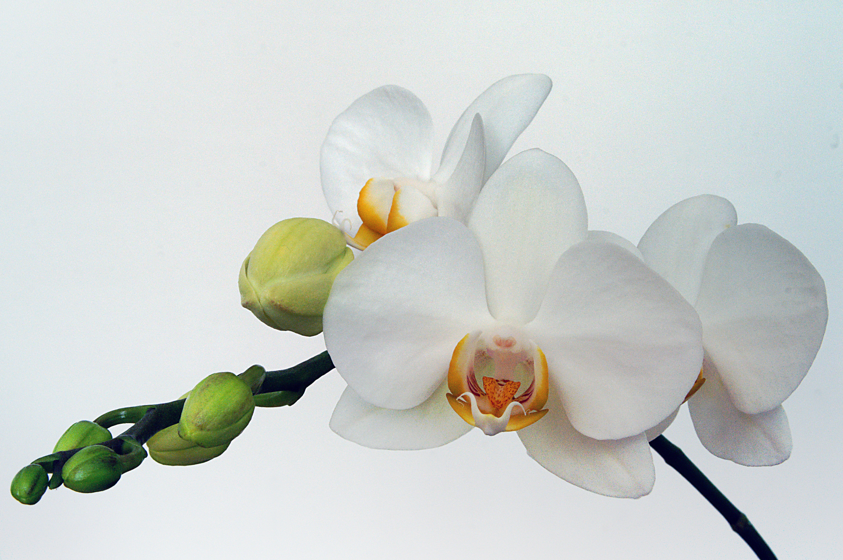 Orchids color (4584815362) (2)