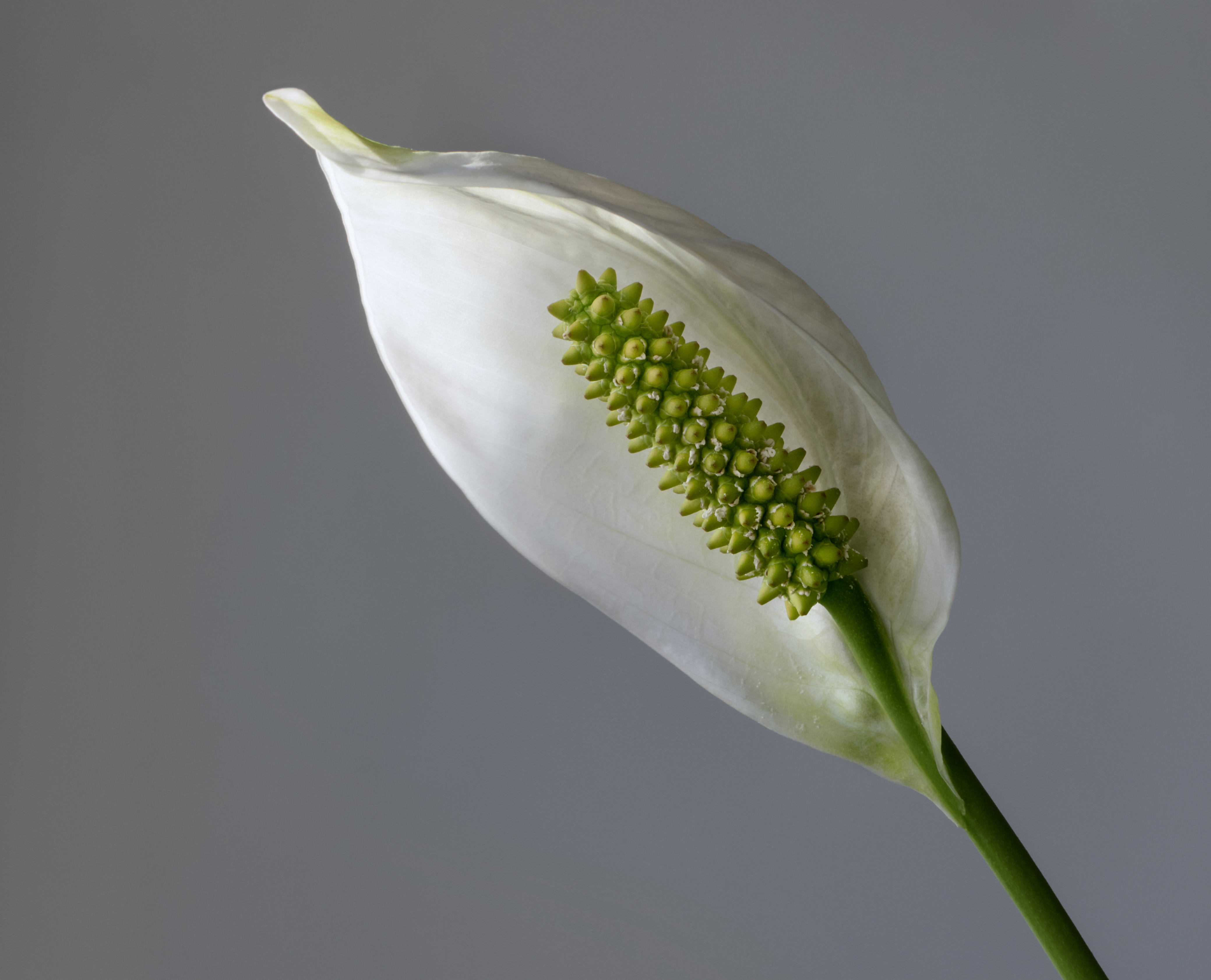 Peace lily - 2