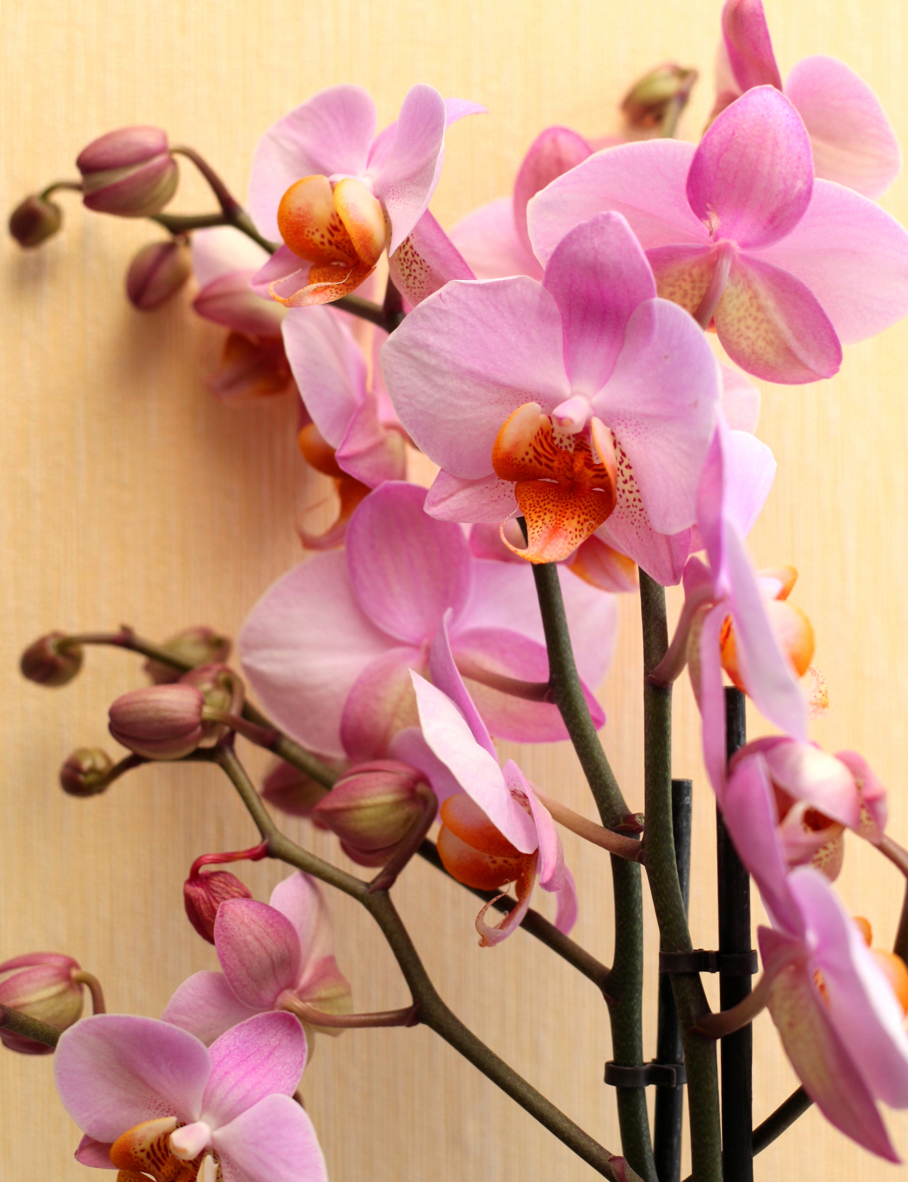 pink orchids, photo 2