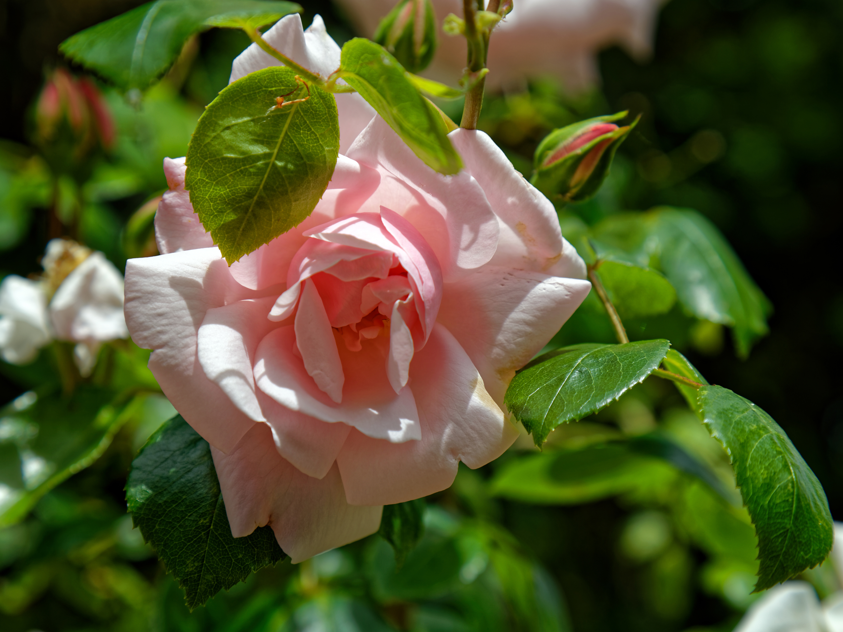 Pink rose bloom of a climbing rose at Boreham, Essex, England 2