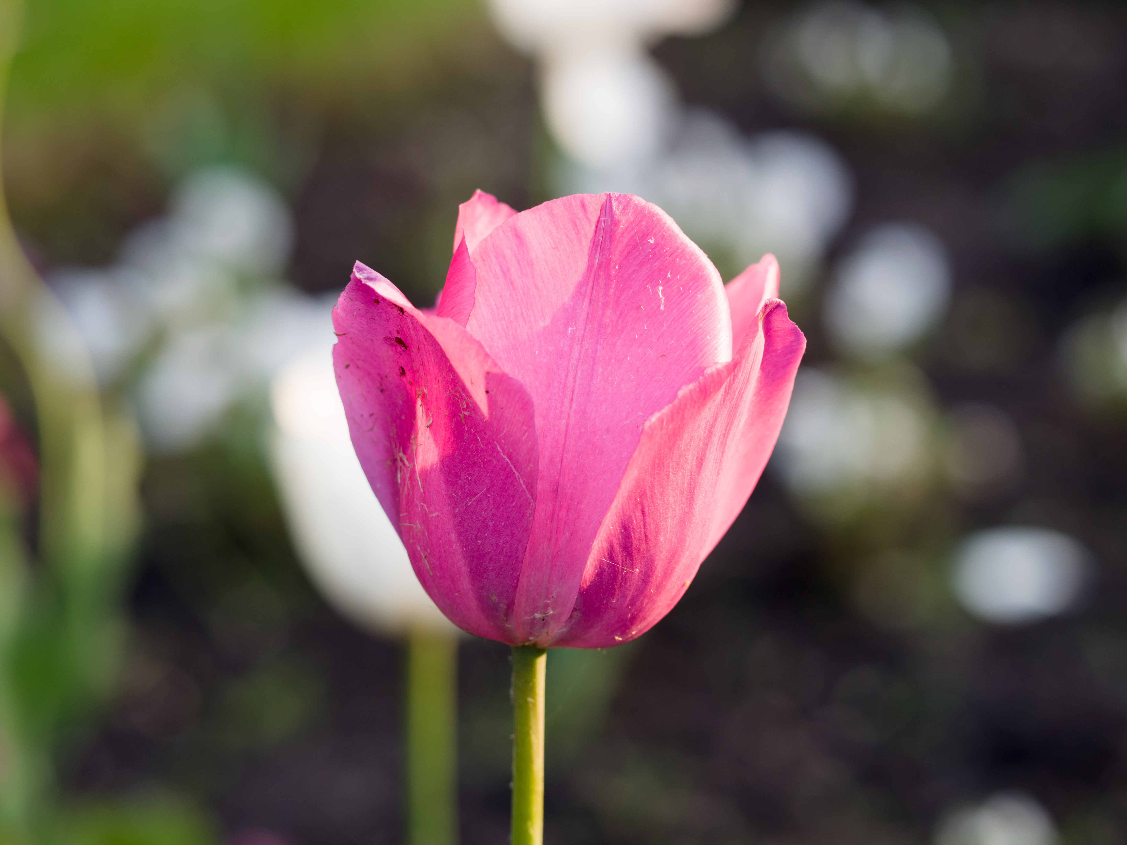 Pink tulip (14330241191)