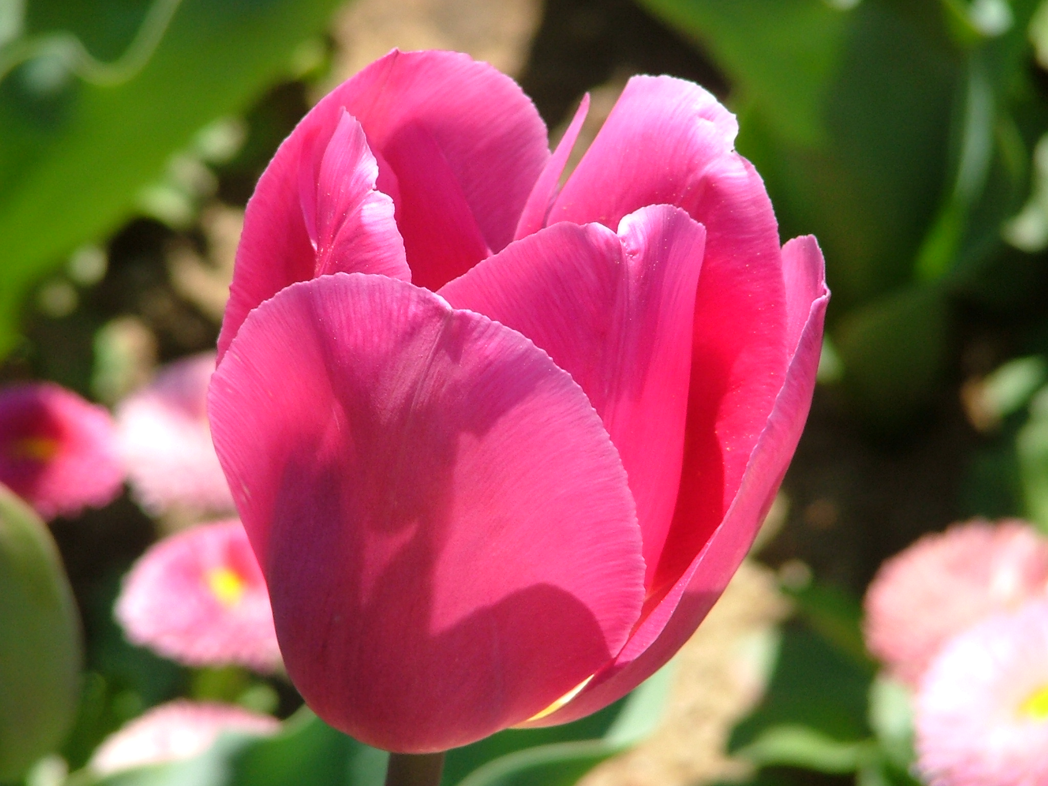 Pink Tulip backlit