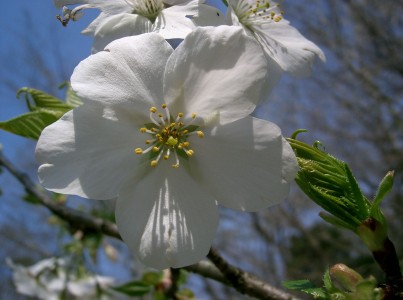 cerasus_speciosa4.jpg